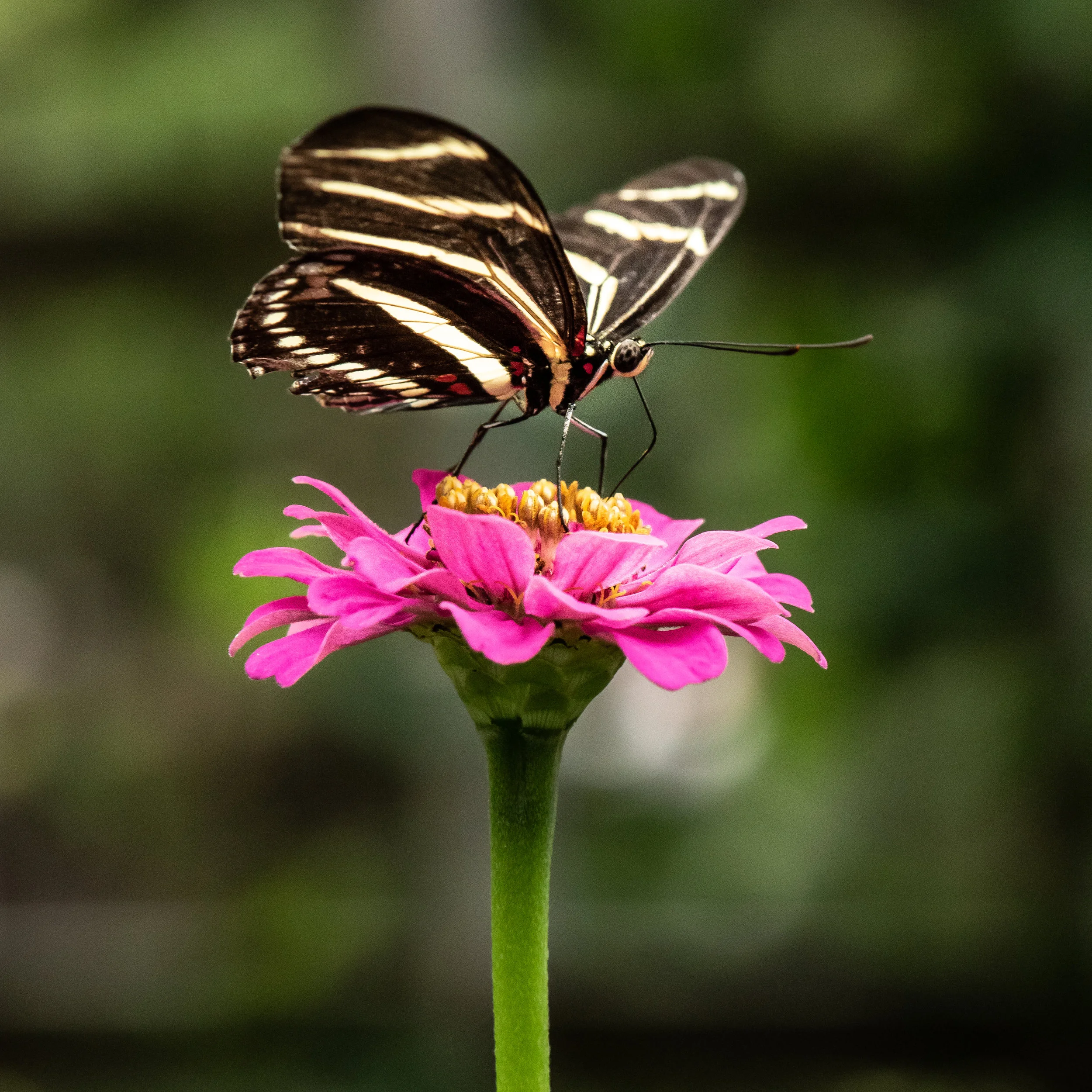 DSC_4195.jpg