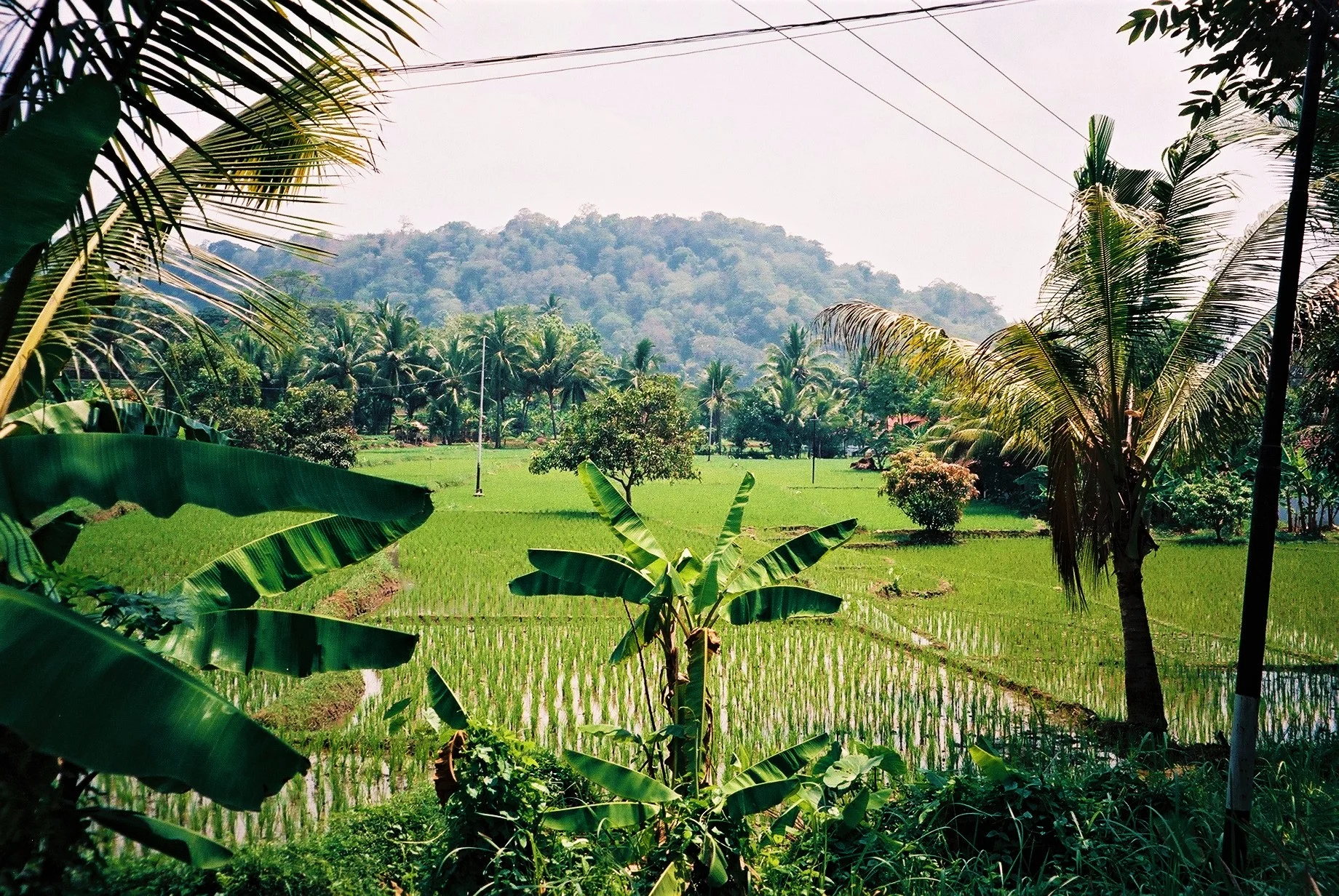 Karang Hawu, West Java, Indonesia, 1997