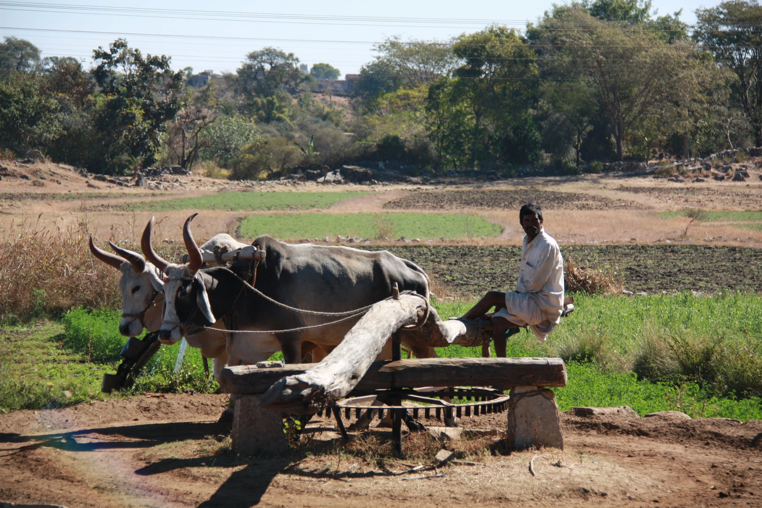 Rajasthan, India, 2008