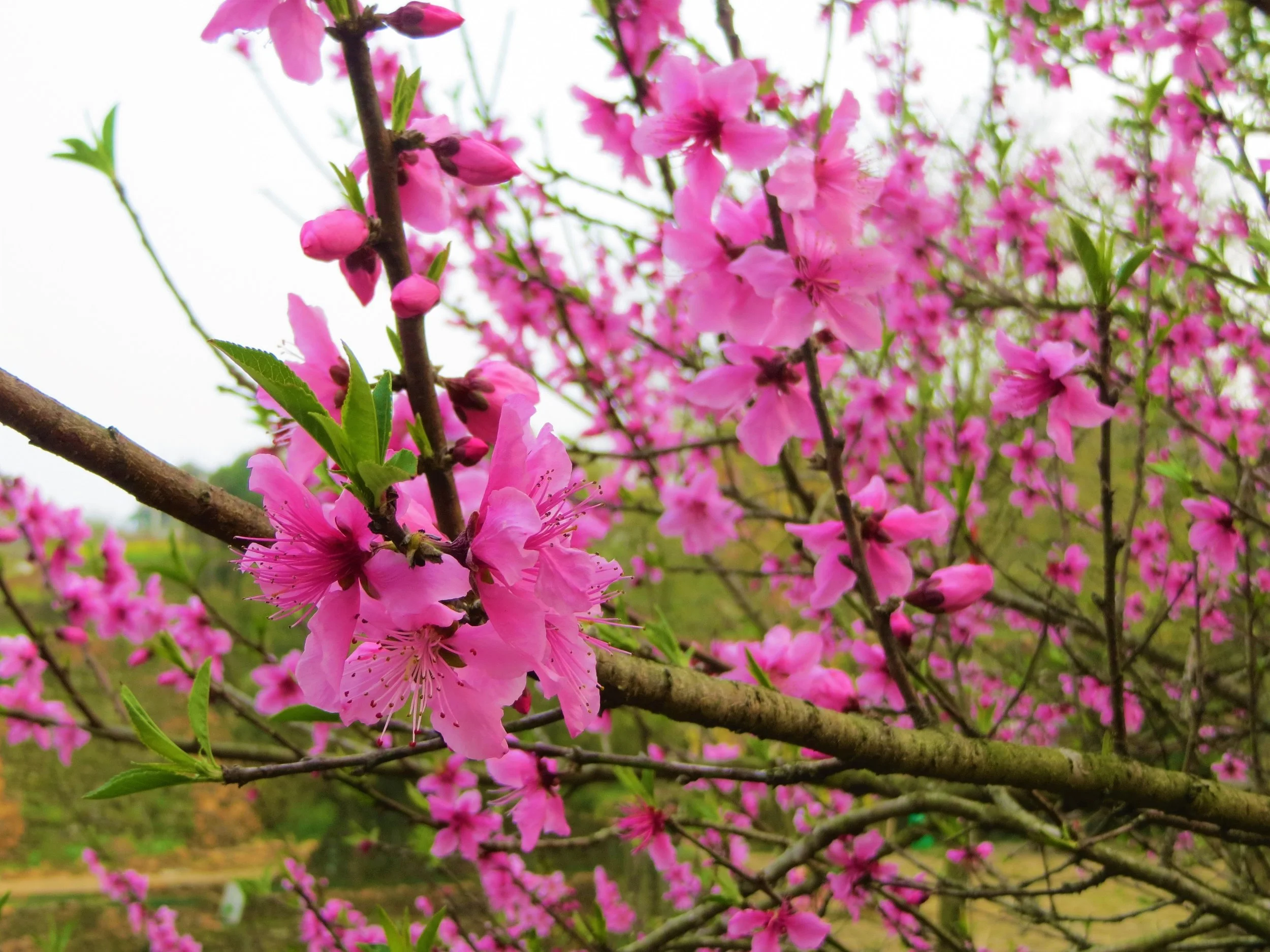 Xujiashan, Ninghai, Zhejiang, China, 2017