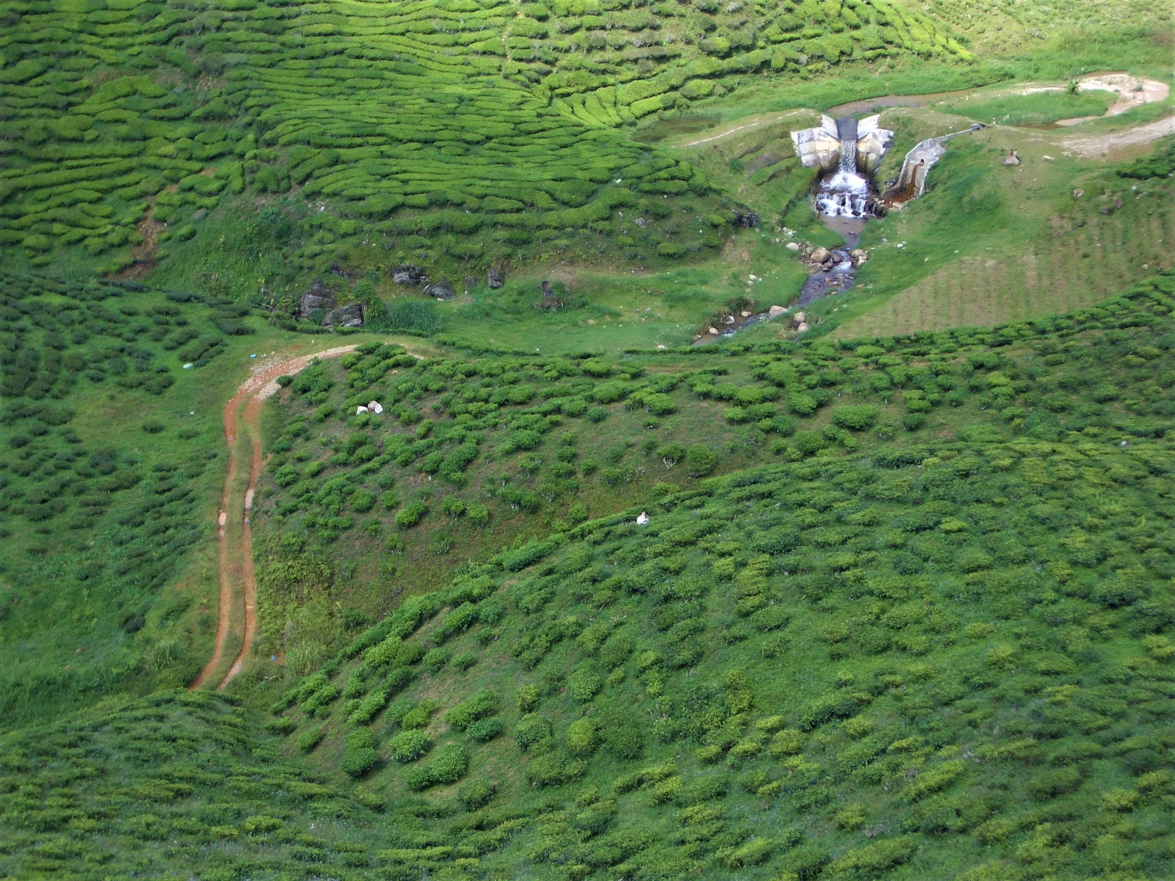 Cameron Highlands, Malaysia, 2006