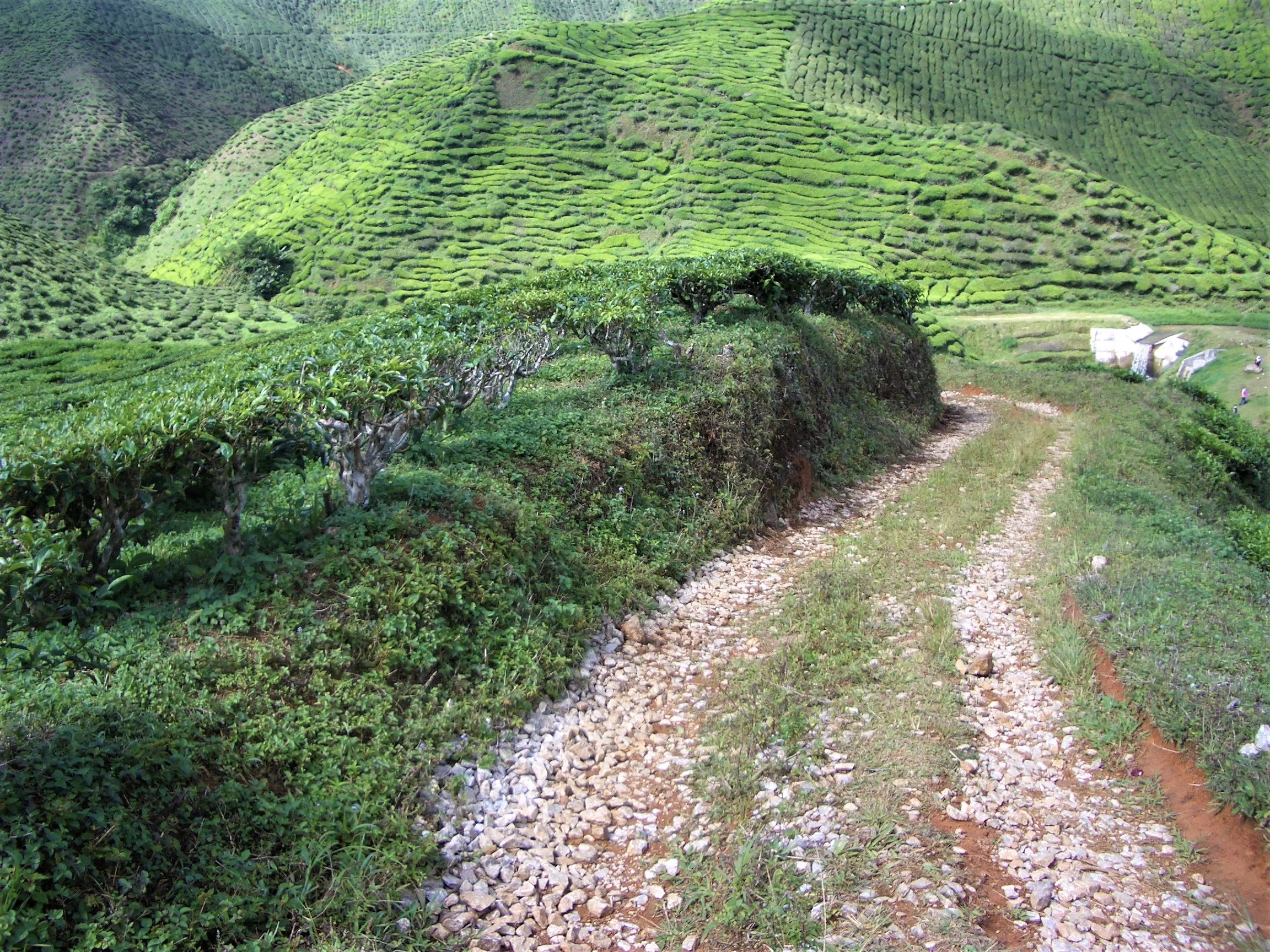 Cameron Highlands, Malaysia, 2006
