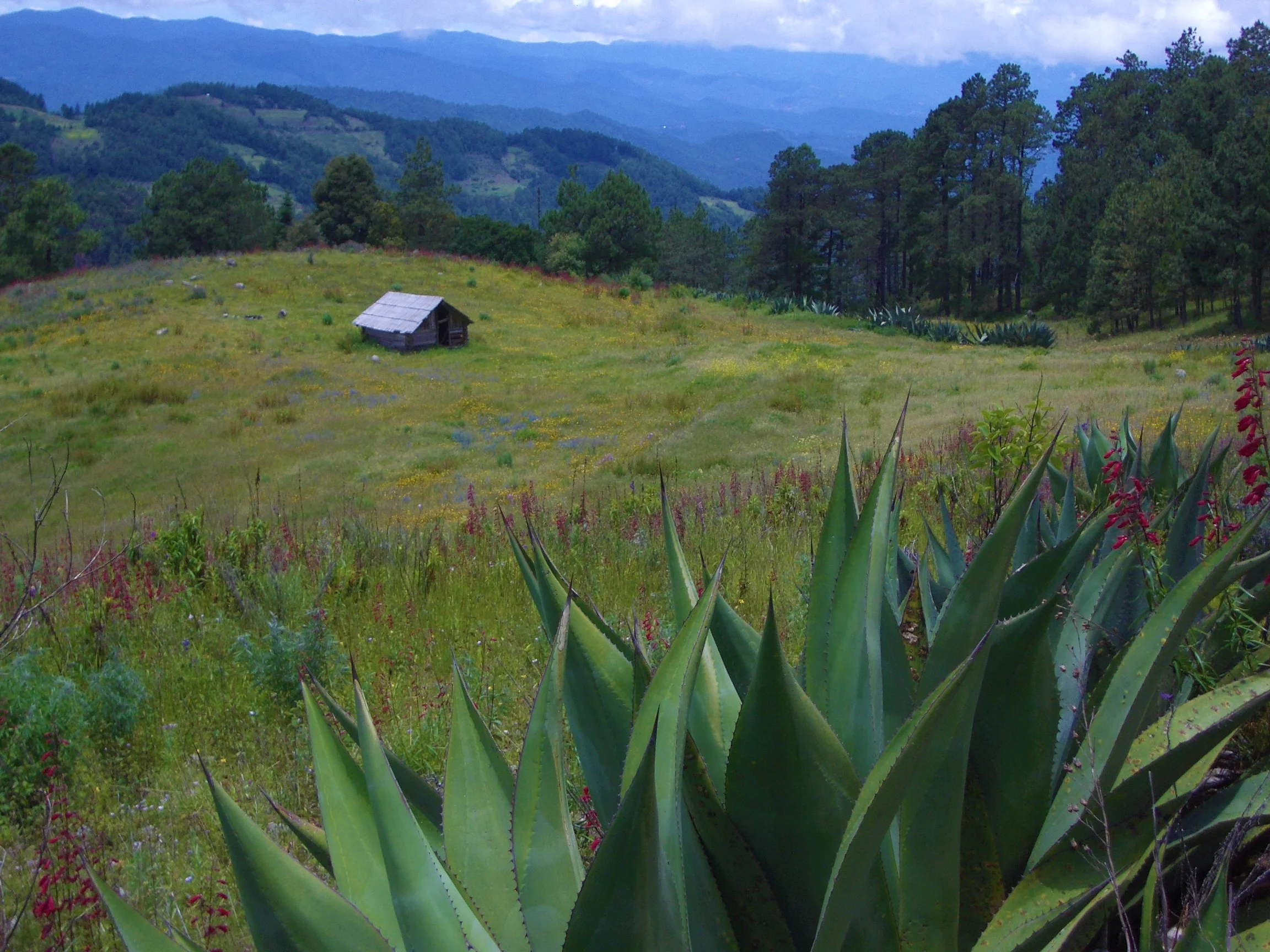 Oaxaca, Mexico, 2006