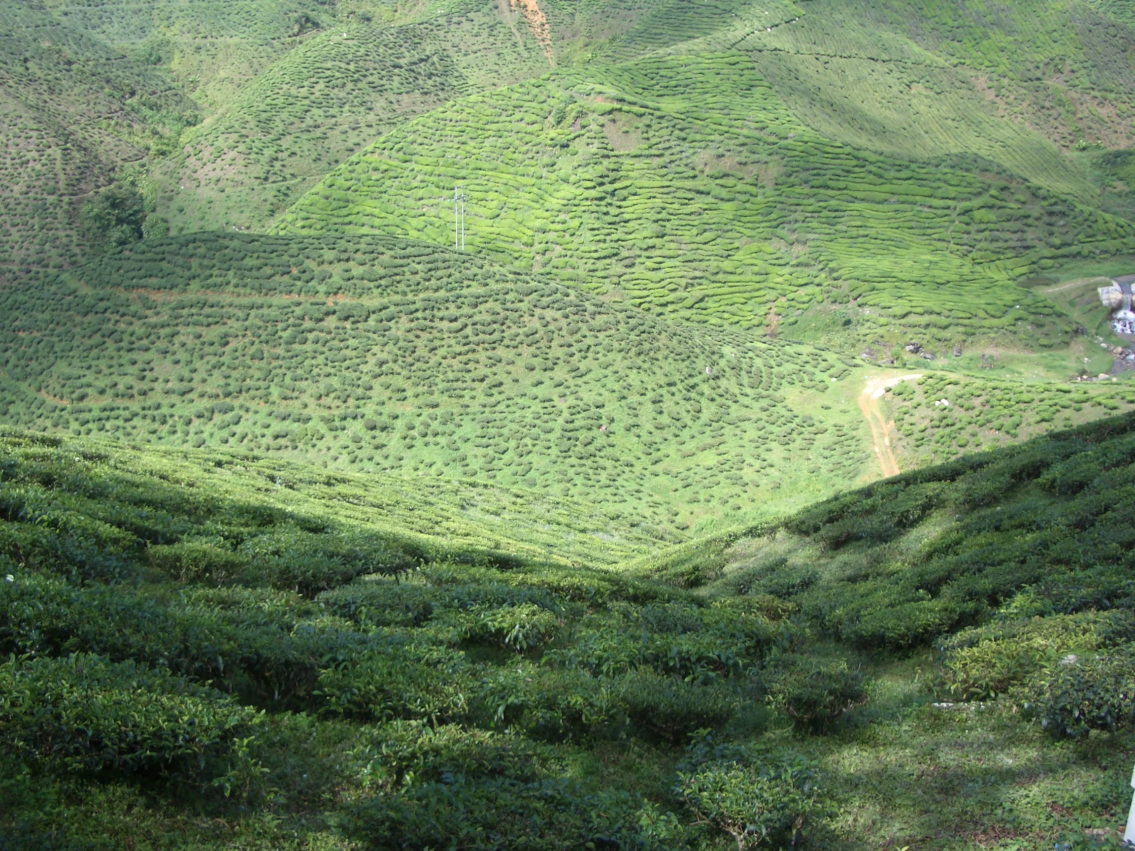 Cameron Highlands, Malaysia, 2006