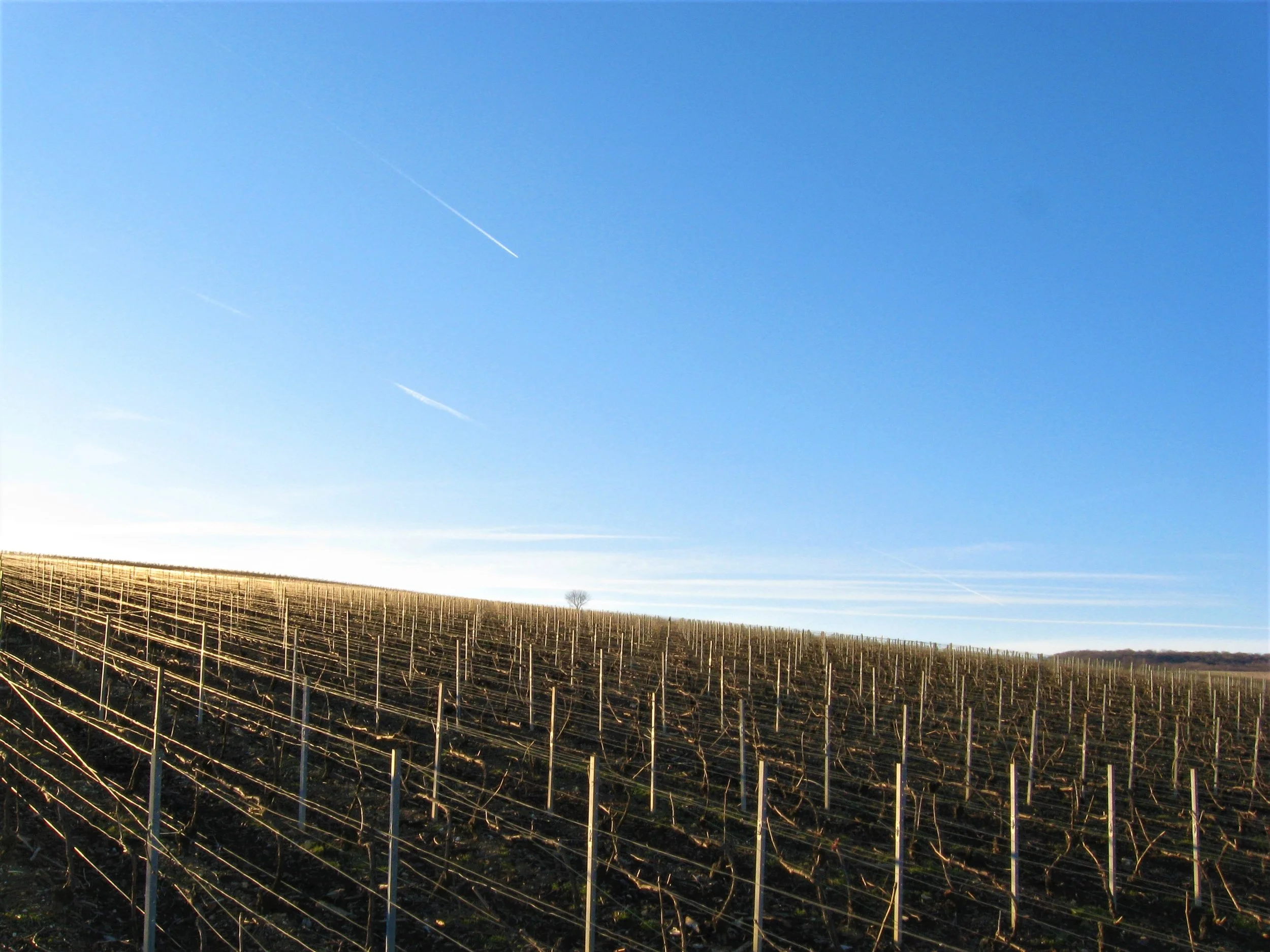 Champagne, France, 2008