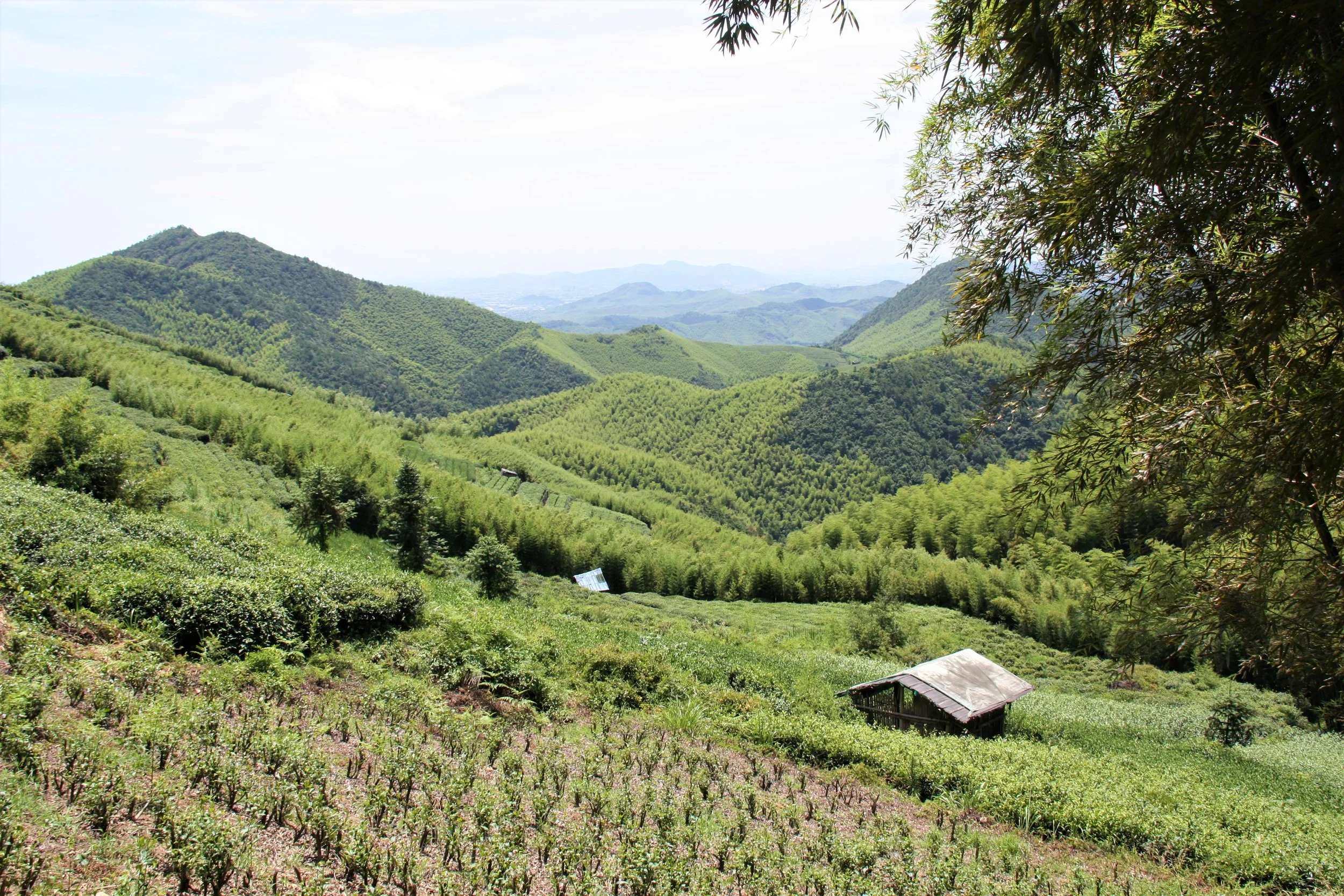 Moganshan, Zhejiang, China, 2013