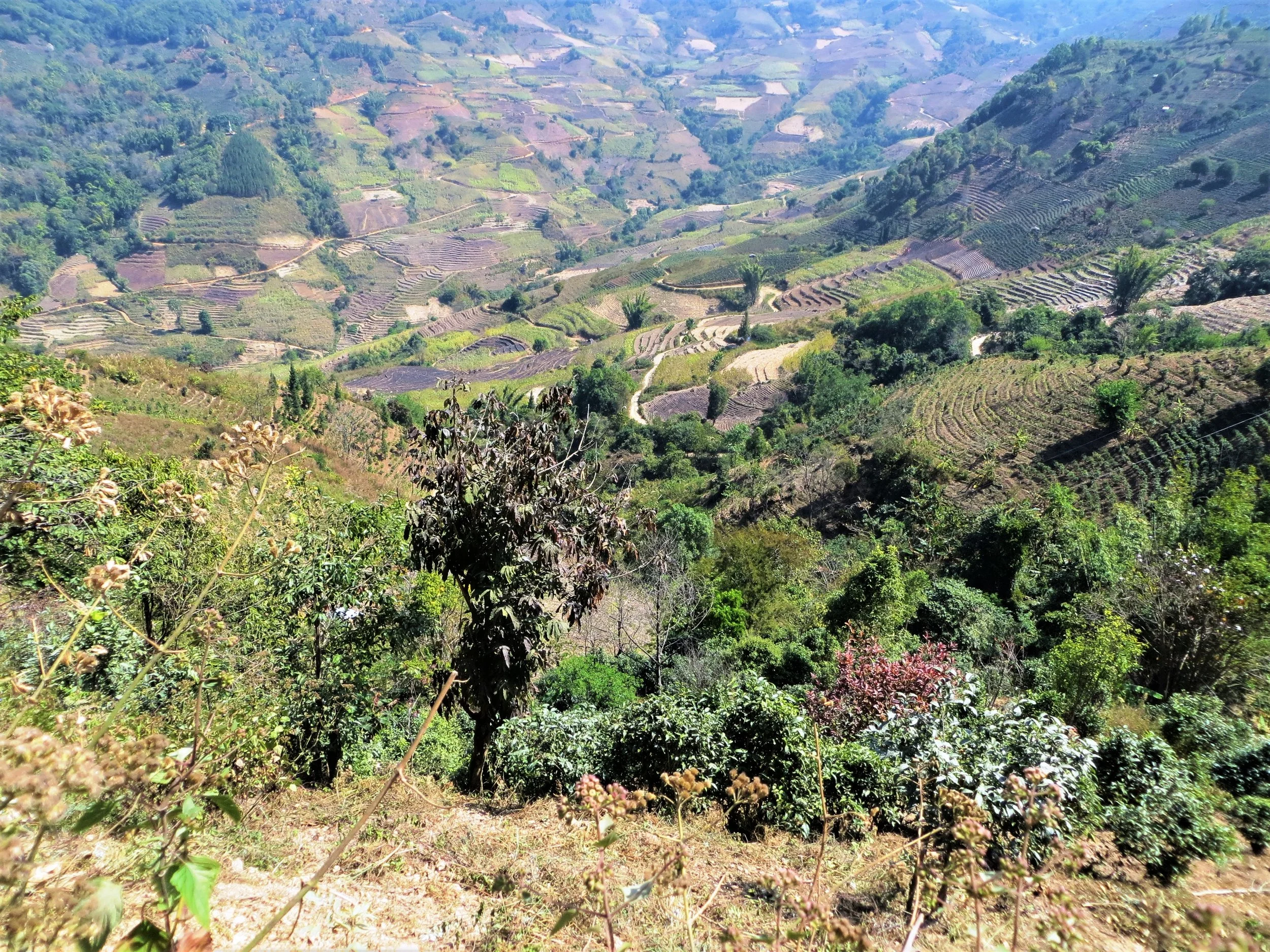 Xishuang Banna, Yunnan, China, 2015