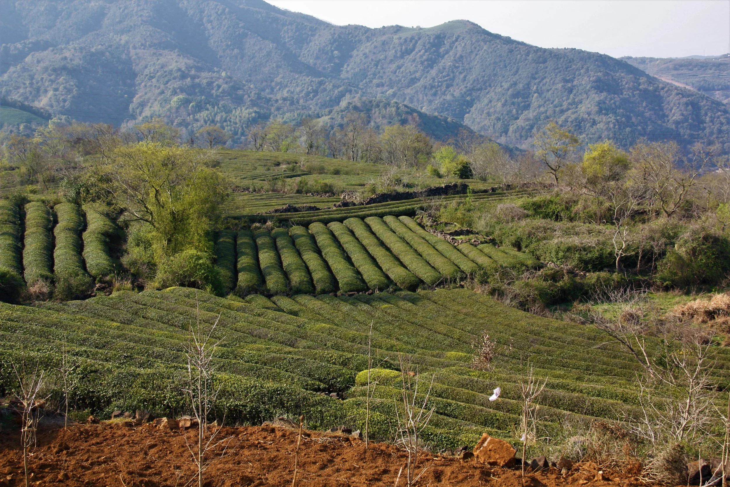 Xujiashan, Ninghai, Zhejiang, China, 2017