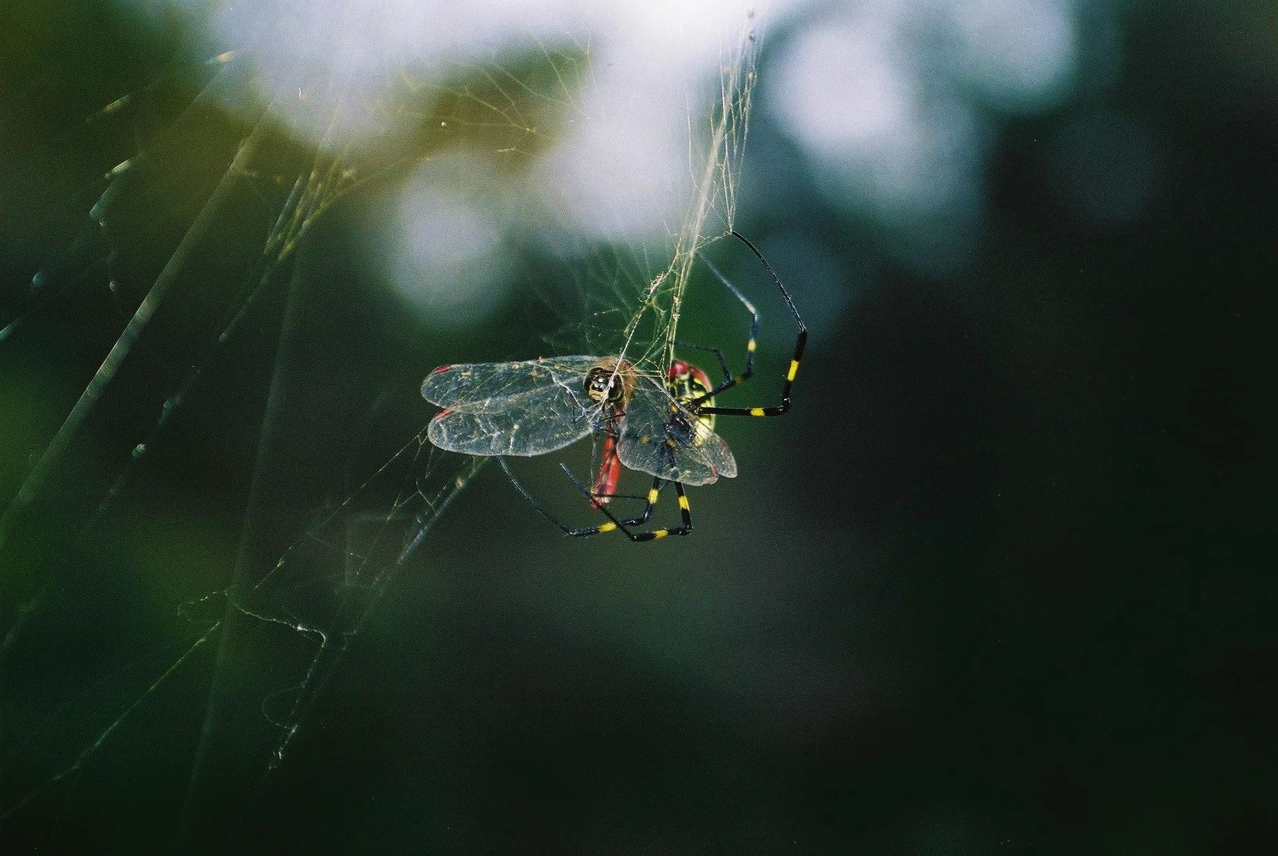 Mutsuzawa, Chiba, Japan, 1998