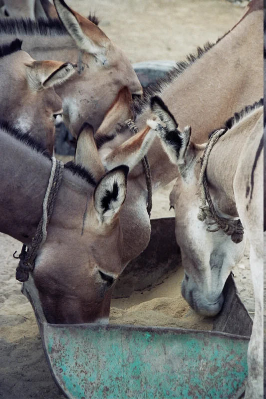 2003 Timbuktu Donkeys.JPG
