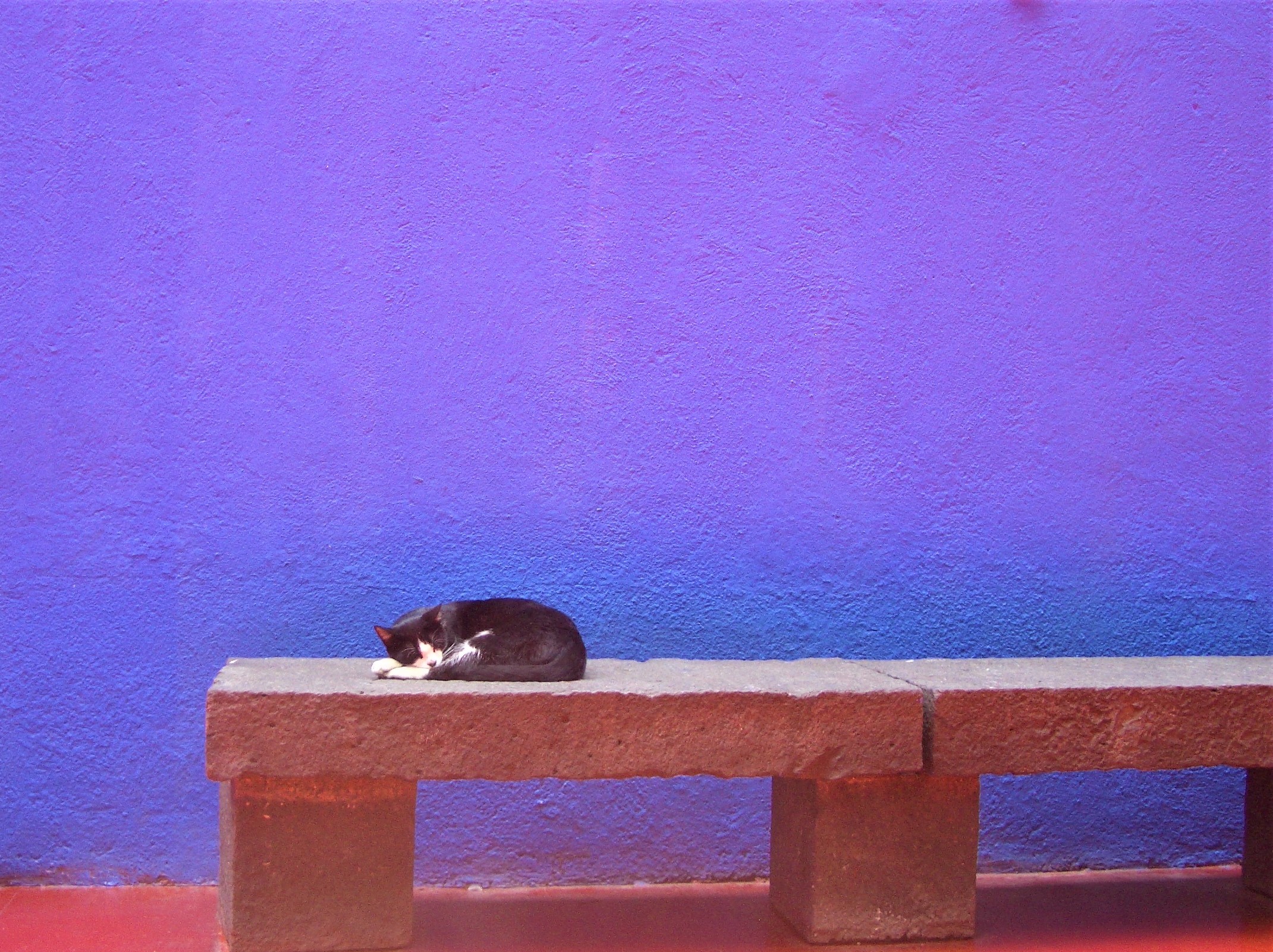 Coyoacan, Mexico City, Mexico, 2006