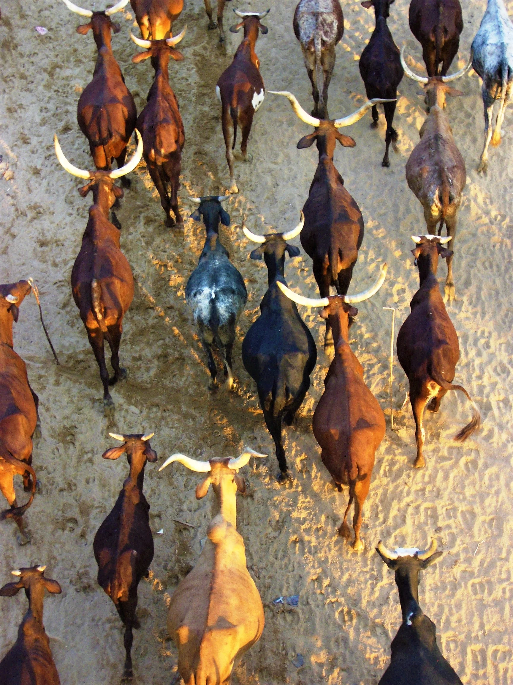 Maroua, Cameroon, 2008