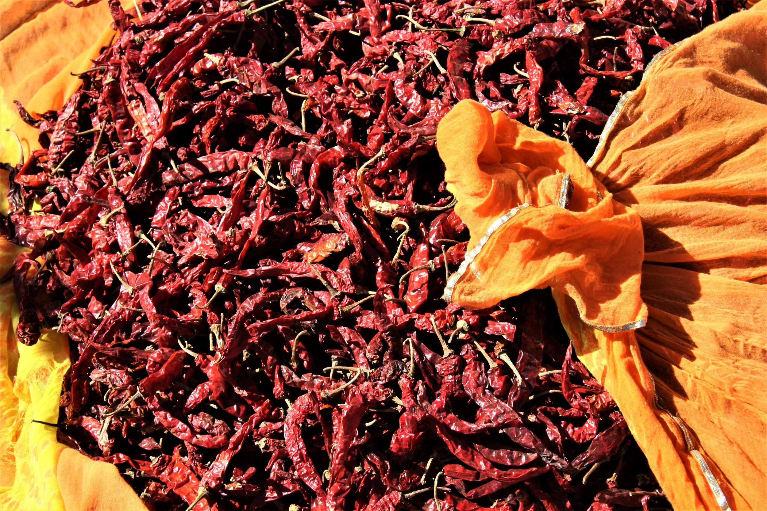 Rajasthan, India, 2008