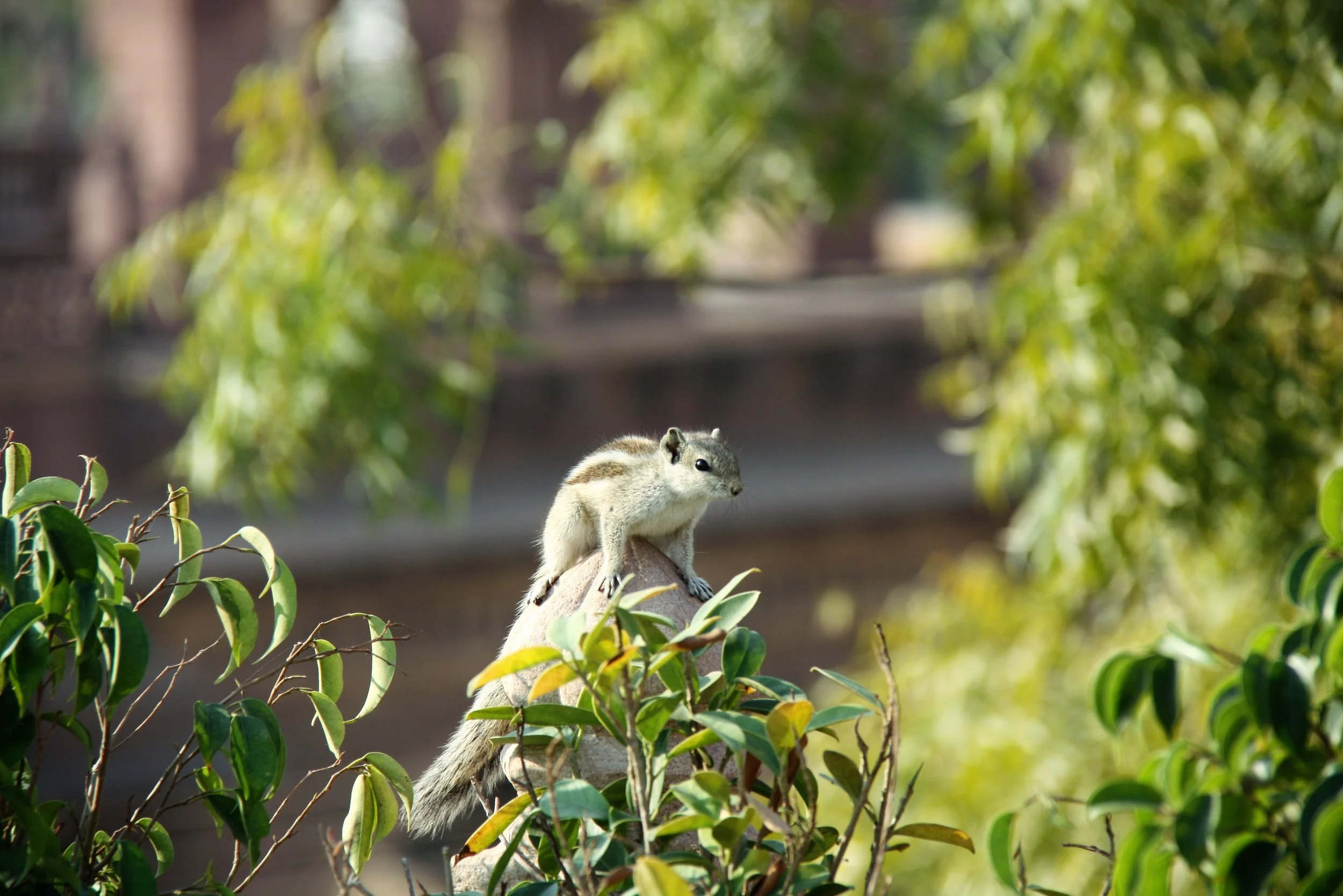 Jodhpur, Rajasthan, India, 2008