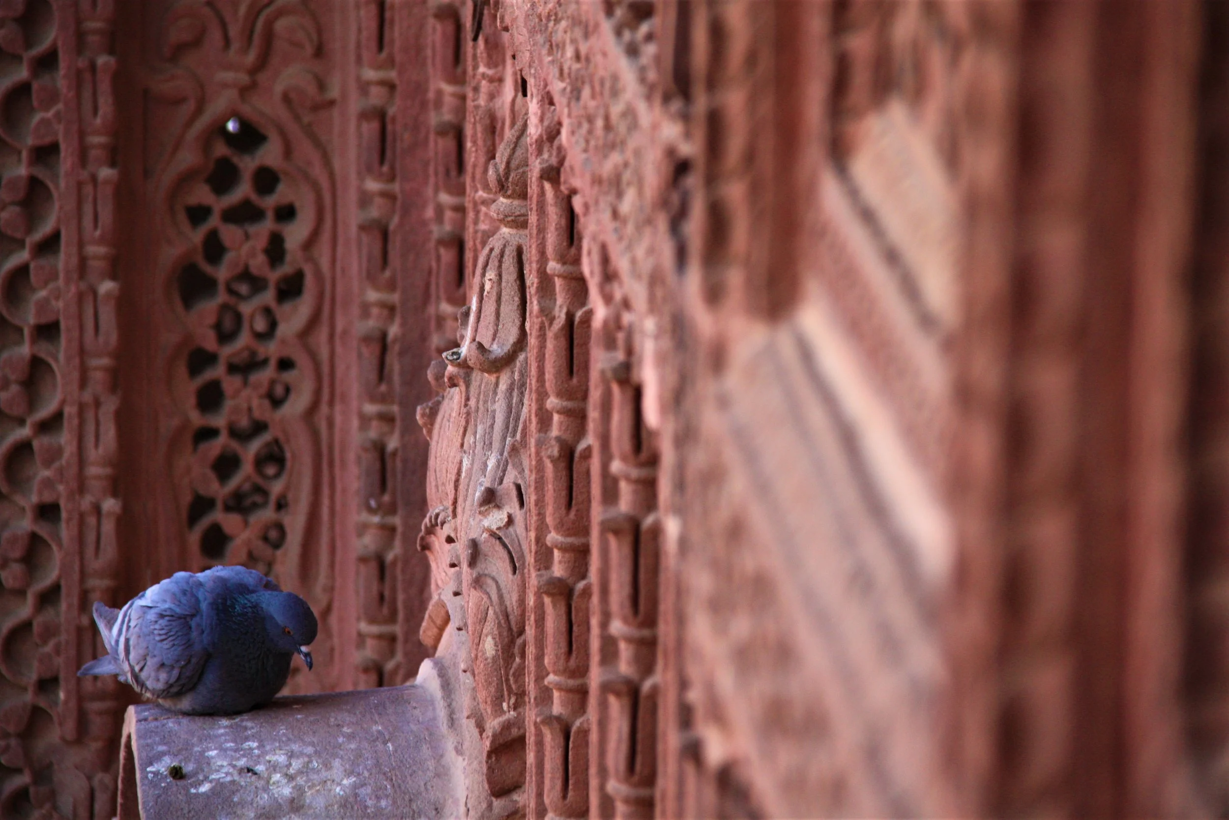 Jodhpur, Rajasthan, India, 2008