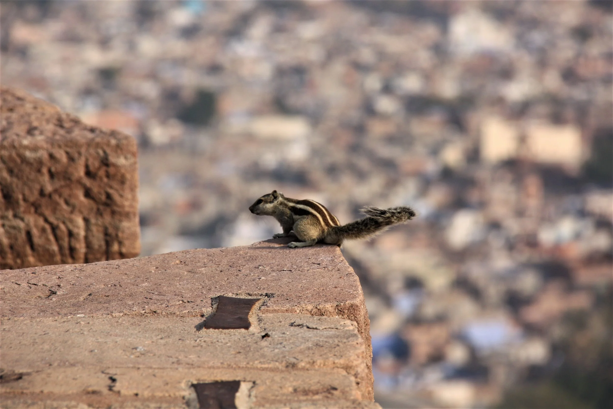 2009 India Jodhpur Squirrel.JPG