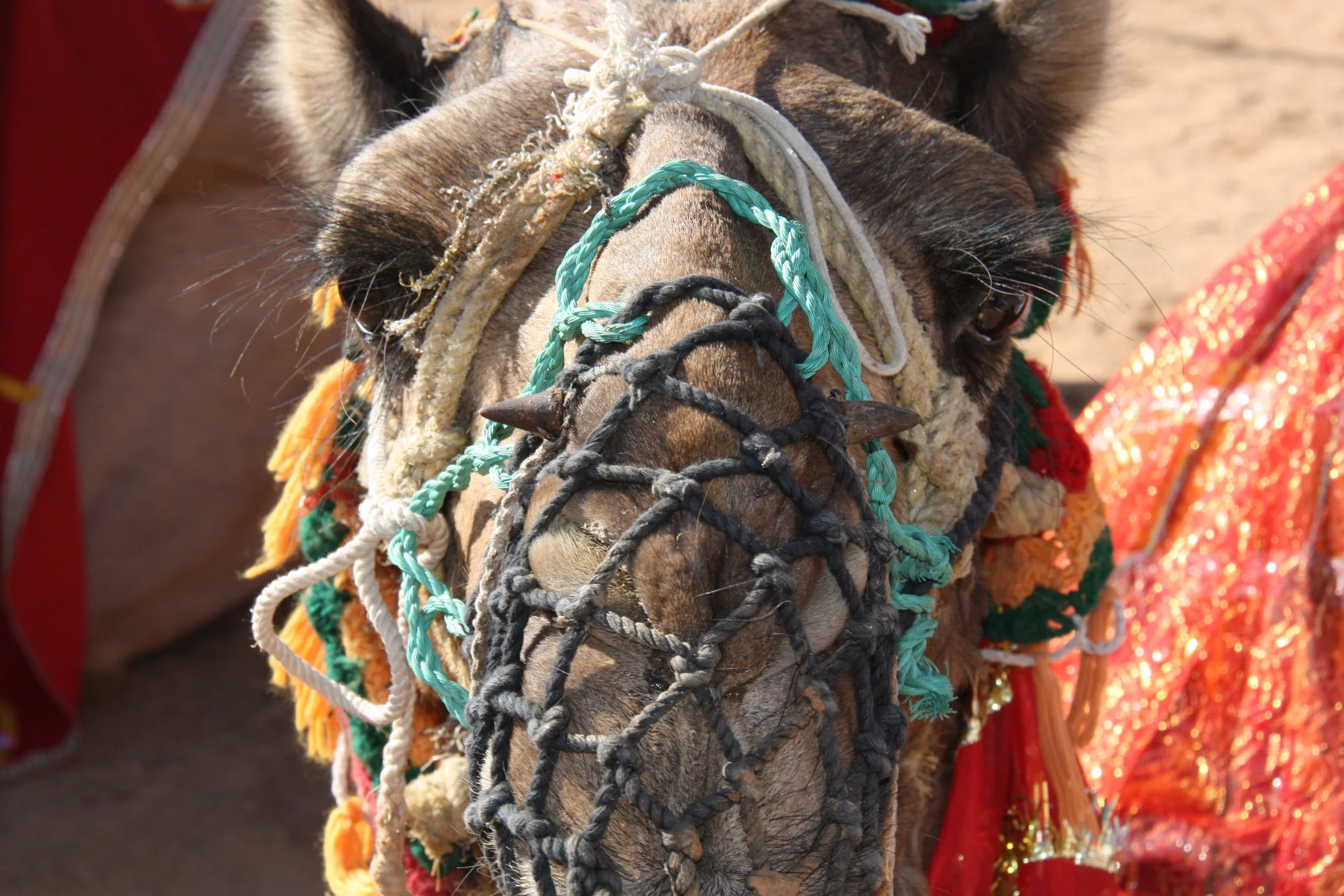Narlai, Rajasthan, India, 2008