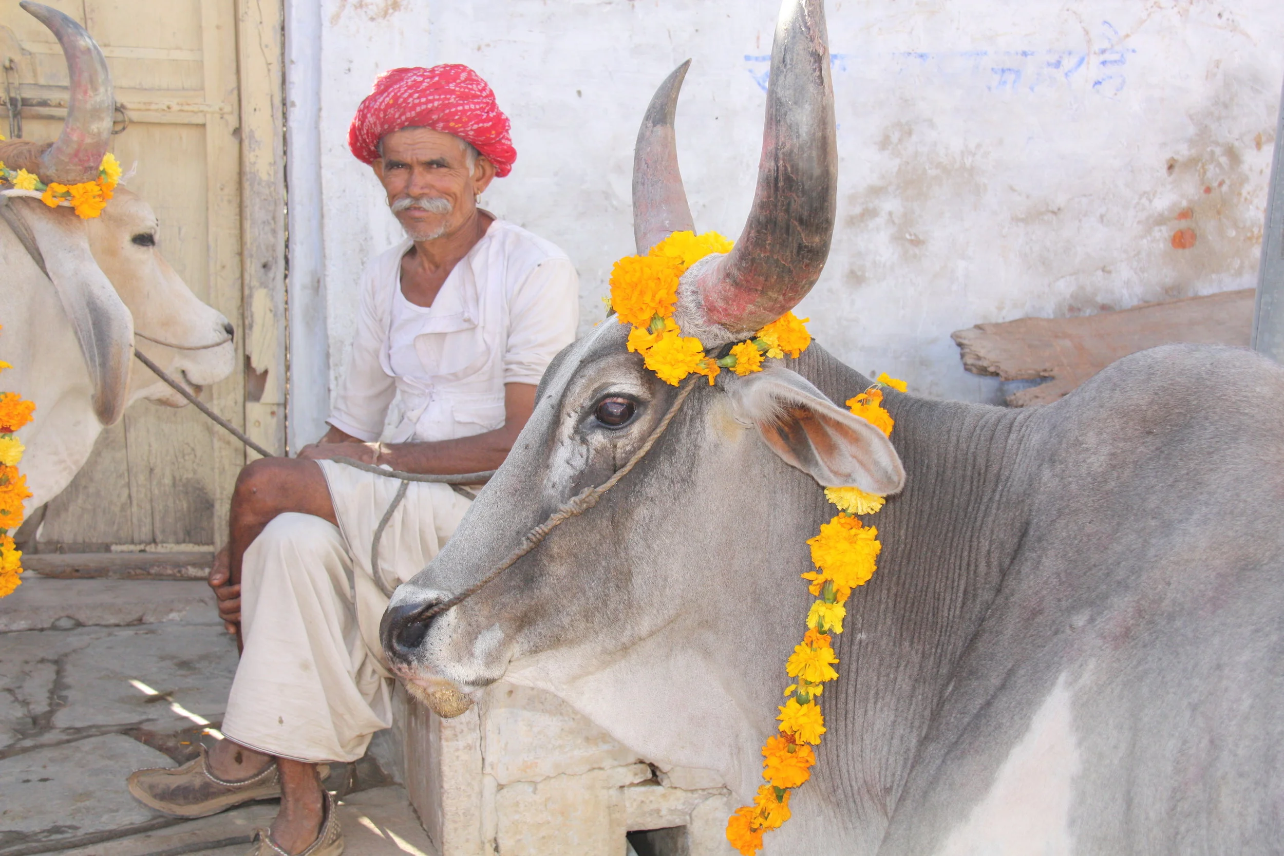 Narlai, Rajasthan, India, 2008