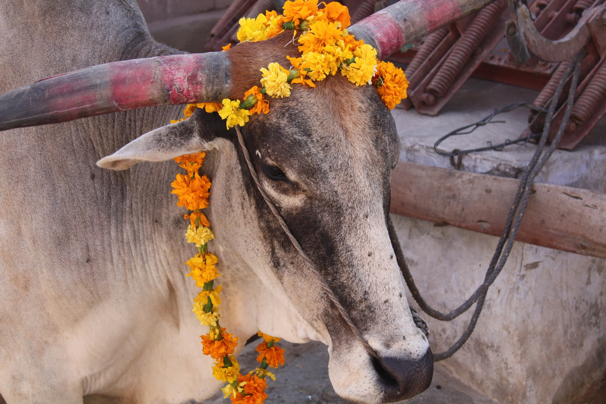 Narlai, Rajasthan, India, 2008