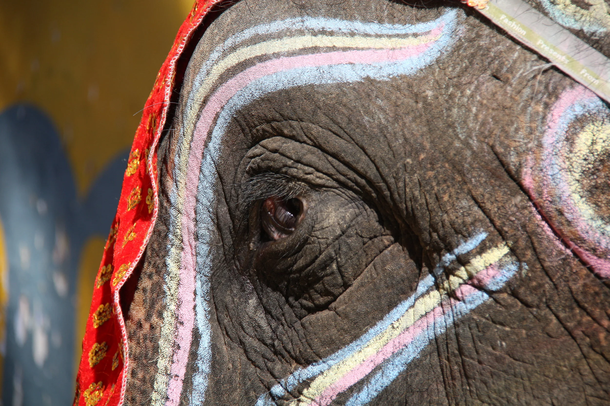 Narlai, Rajasthan, India, 2008