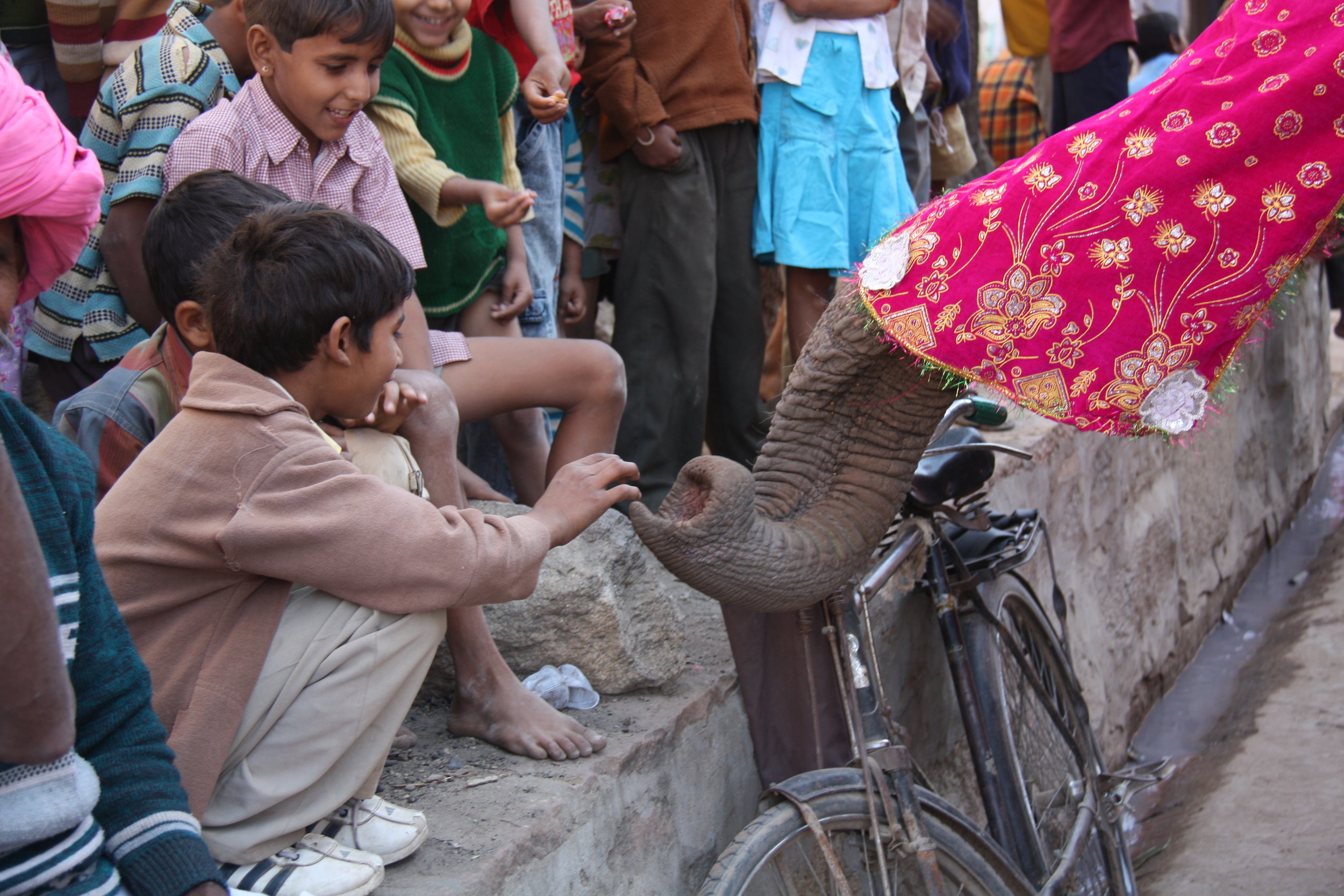 Narlai, Rajasthan, India, 2008