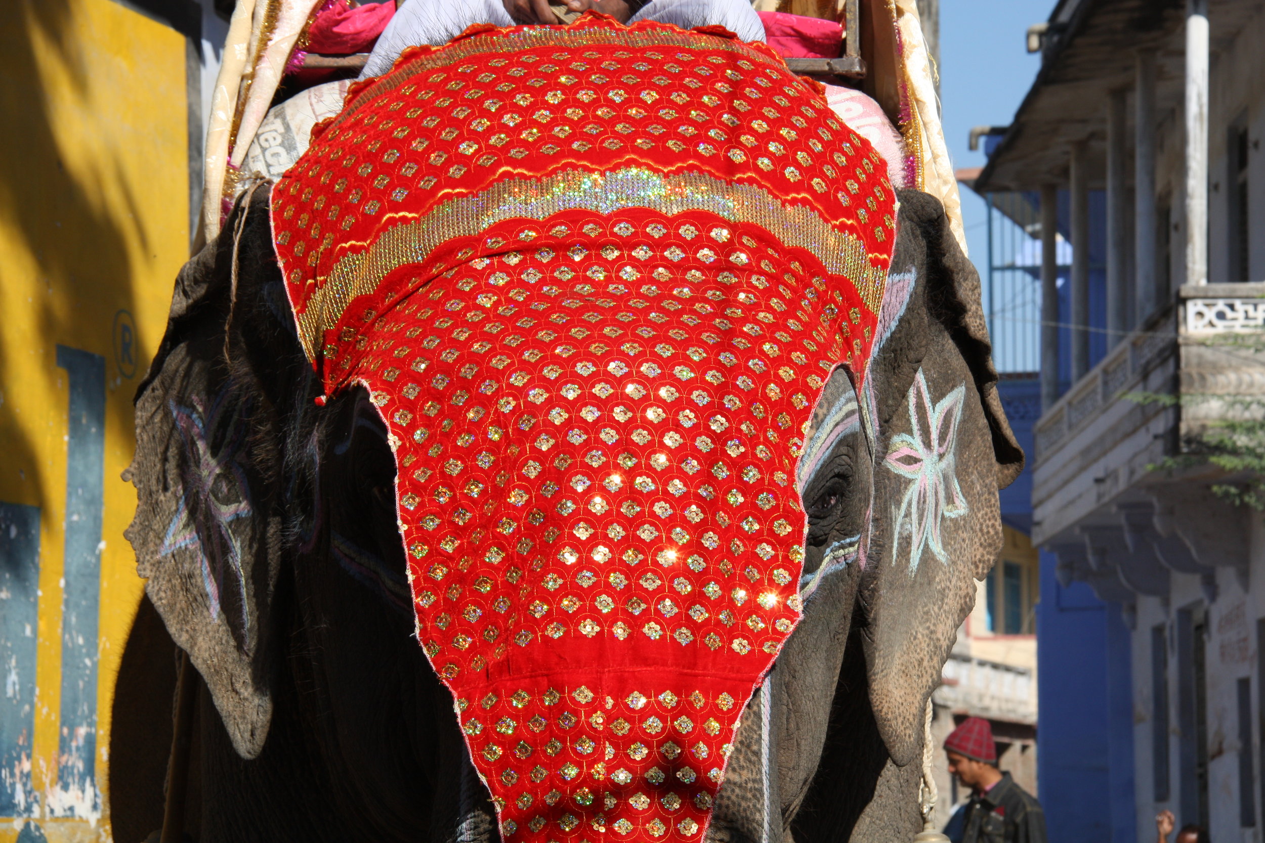 Narlai, Rajasthan, India, 2008