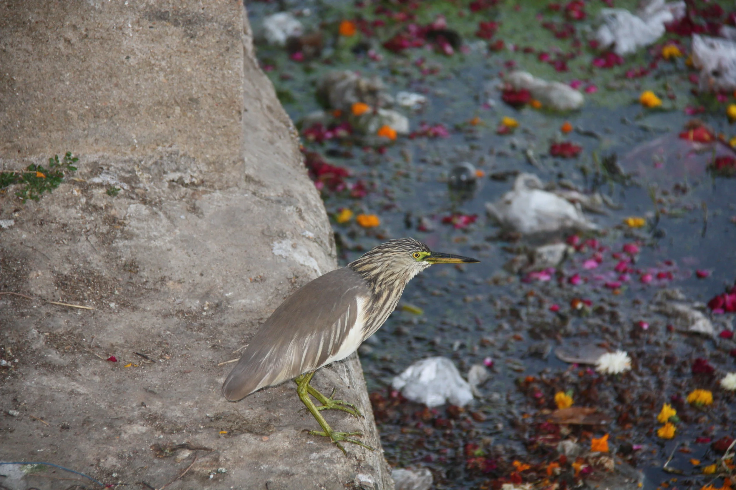 Udaipur, Rajasthan, India, 2008
