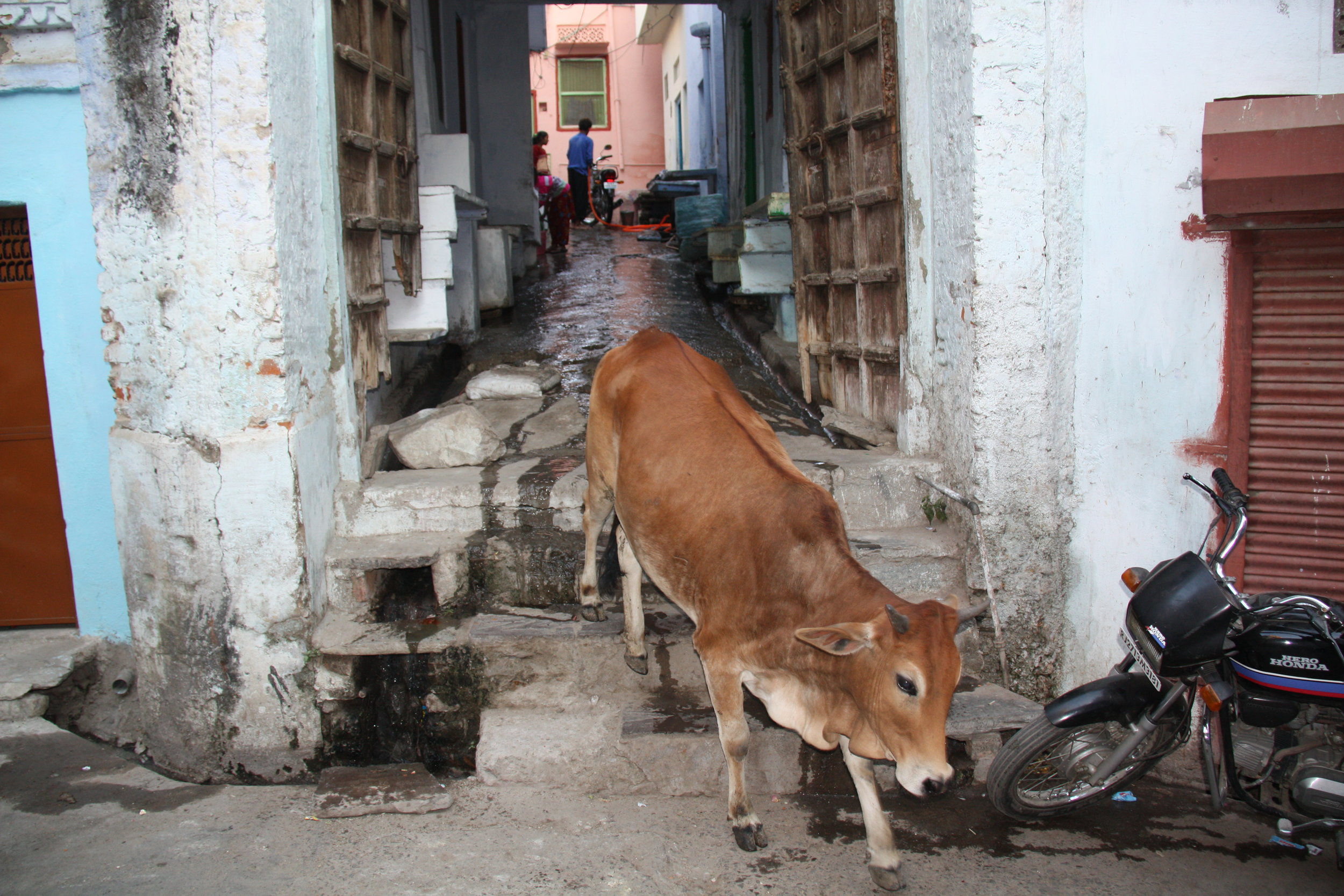 Udaipur, Rajasthan, India, 2008