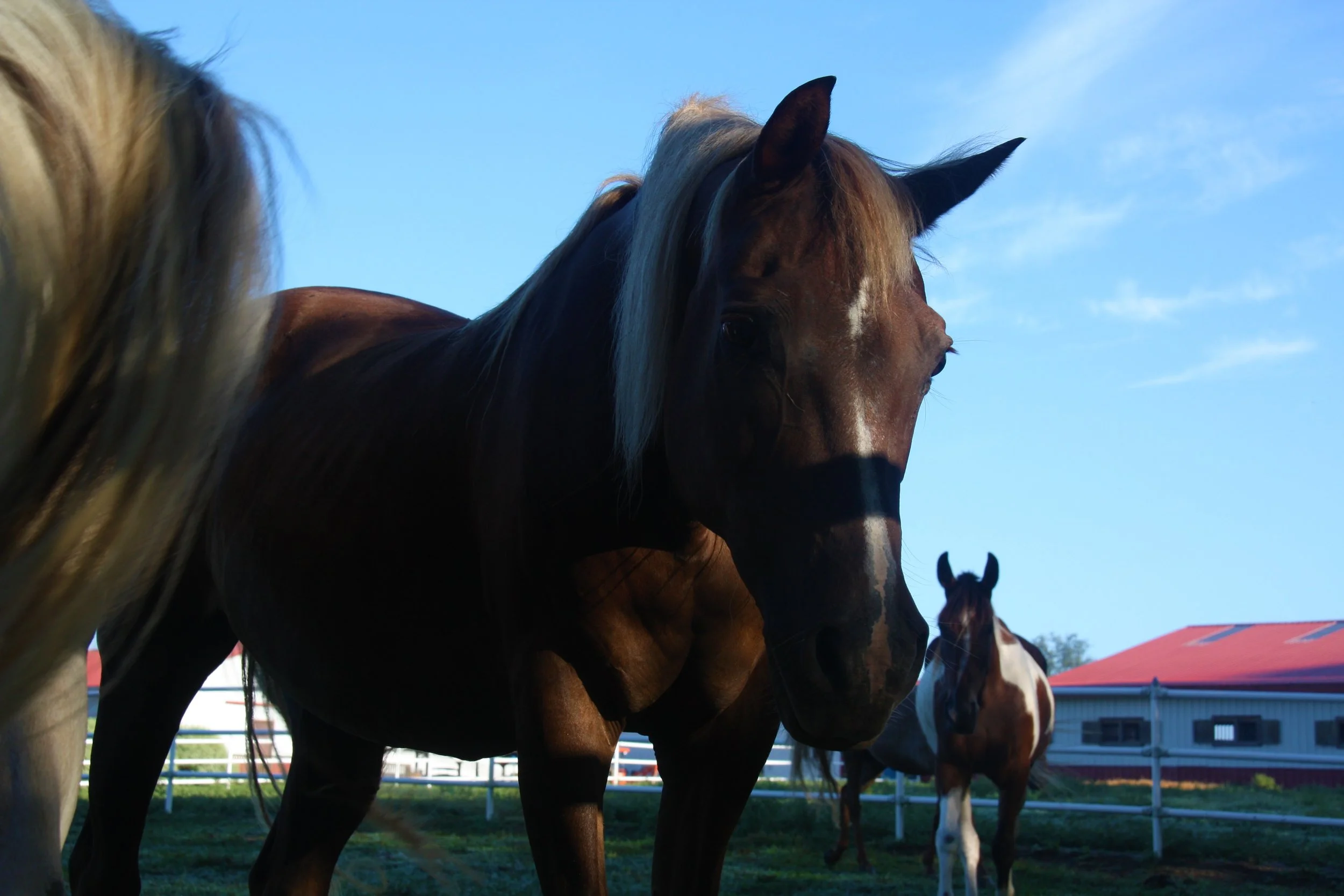 Shelbyville, Tennessee, USA, 2010