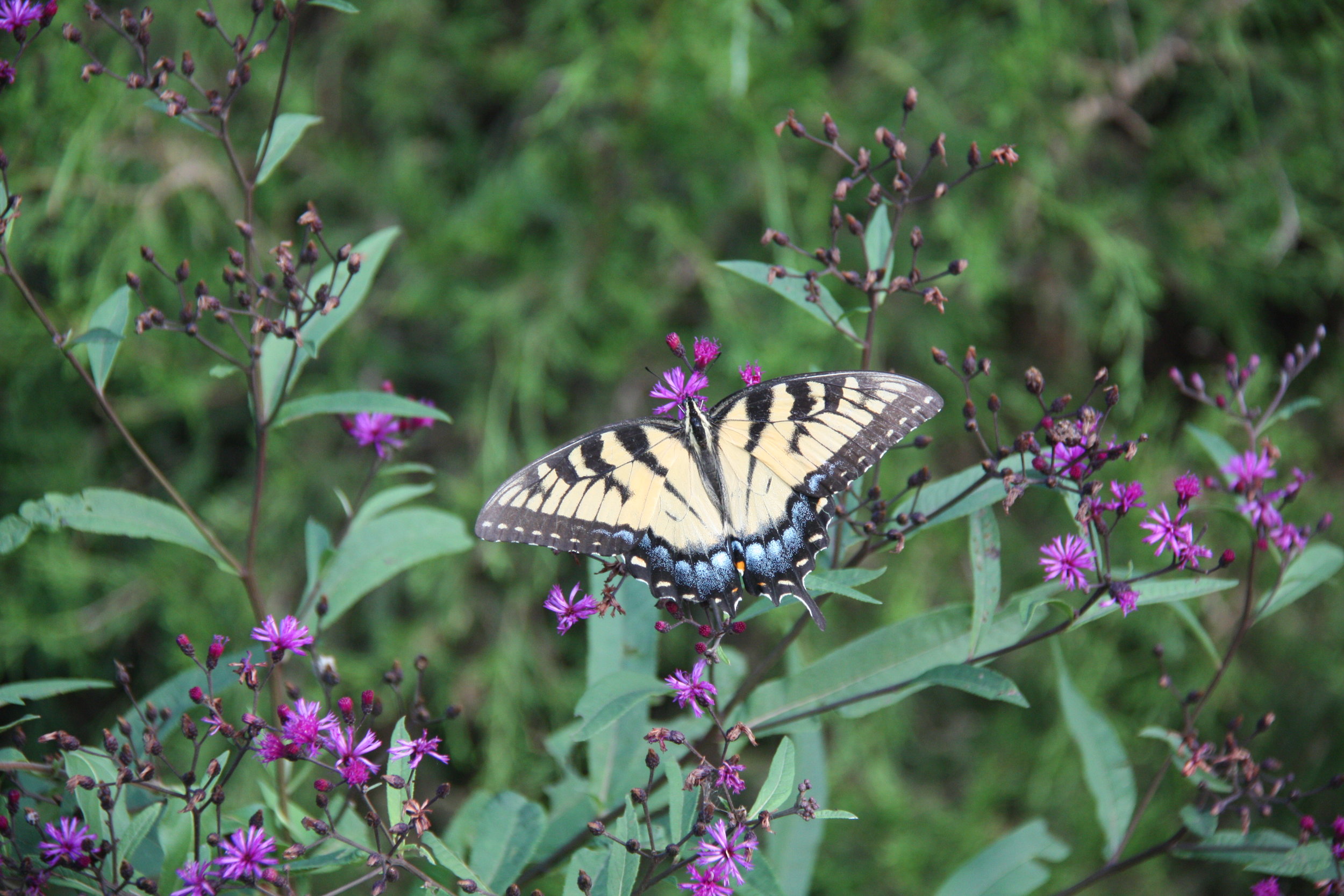 2010 Kentucky Butterfly.JPG