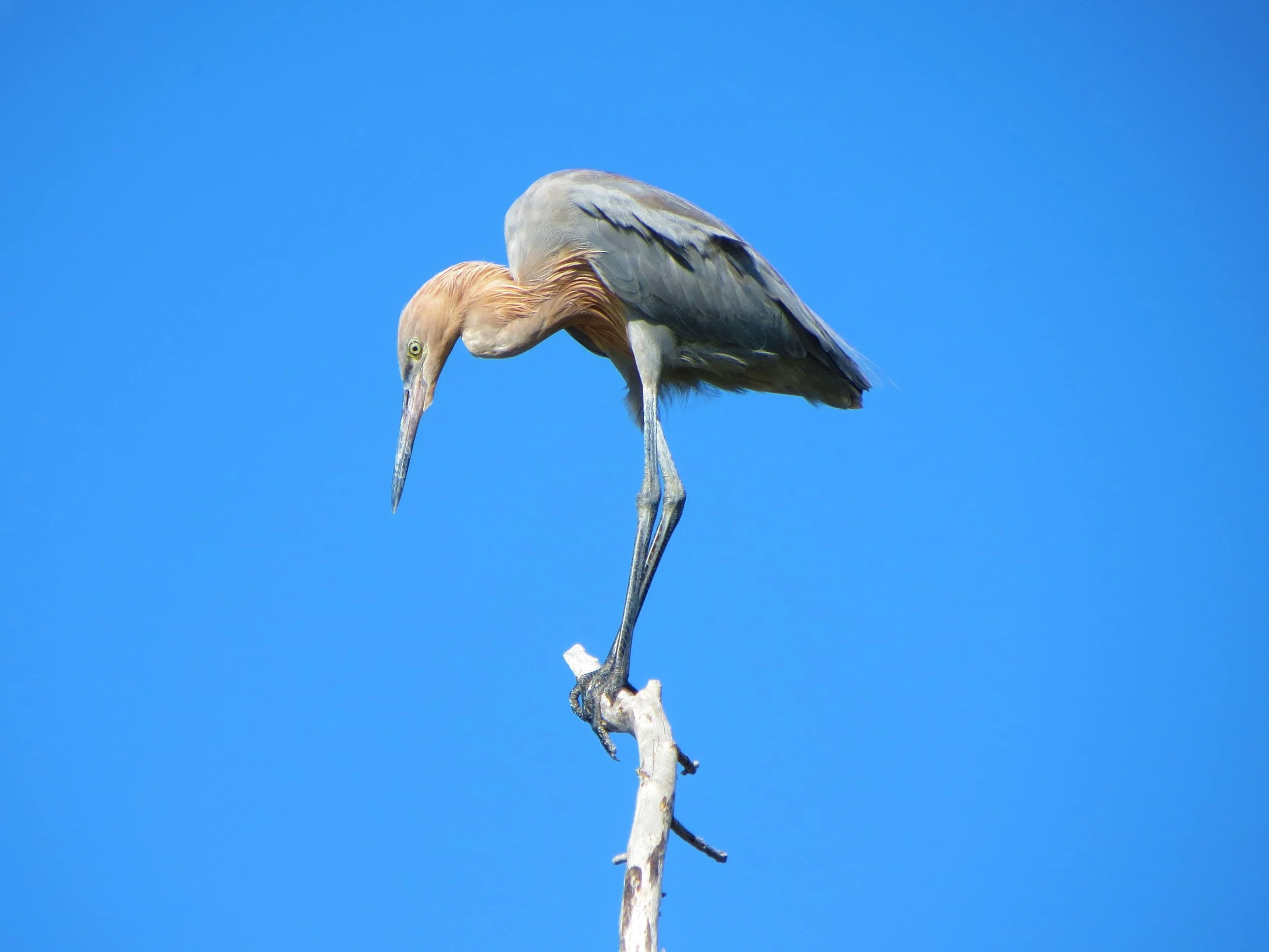 Ten Thousand Islands, Everglades, Florida, USA, 2012