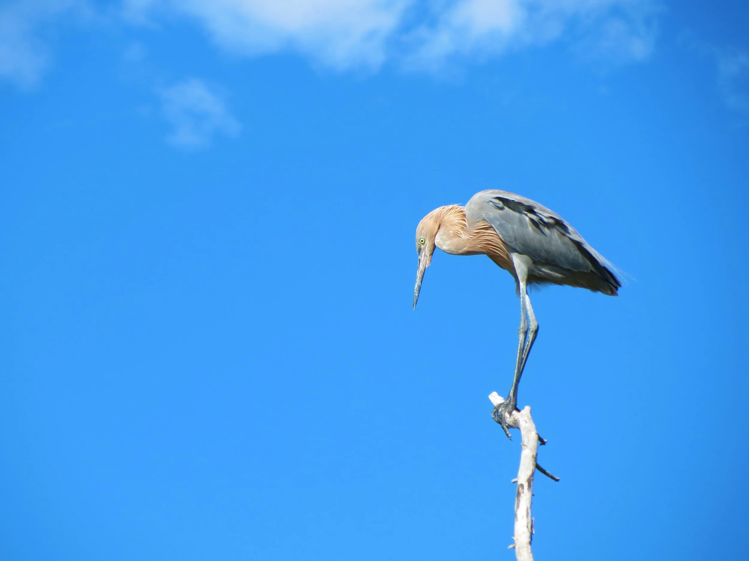 Ten Thousand Islands, Everglades, Florida, USA, 2012