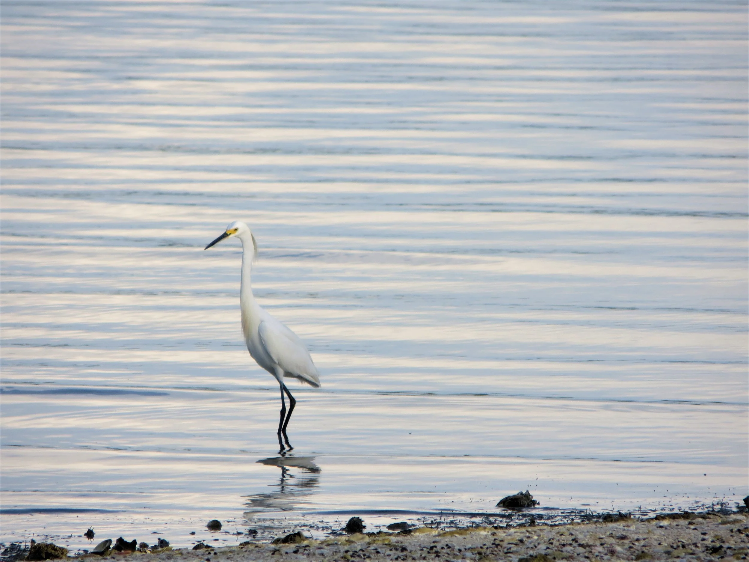 Ten Thousand Islands, Everglades, Florida, USA, 2012