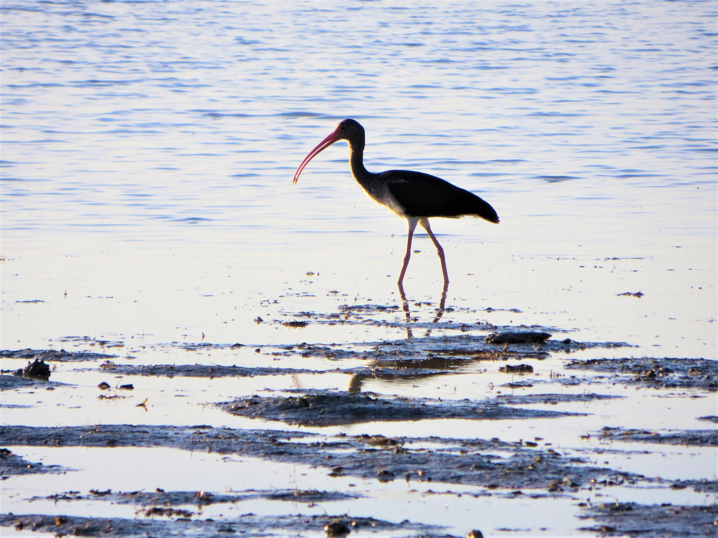 Ten Thousand Islands, Everglades, Florida, USA, 2012