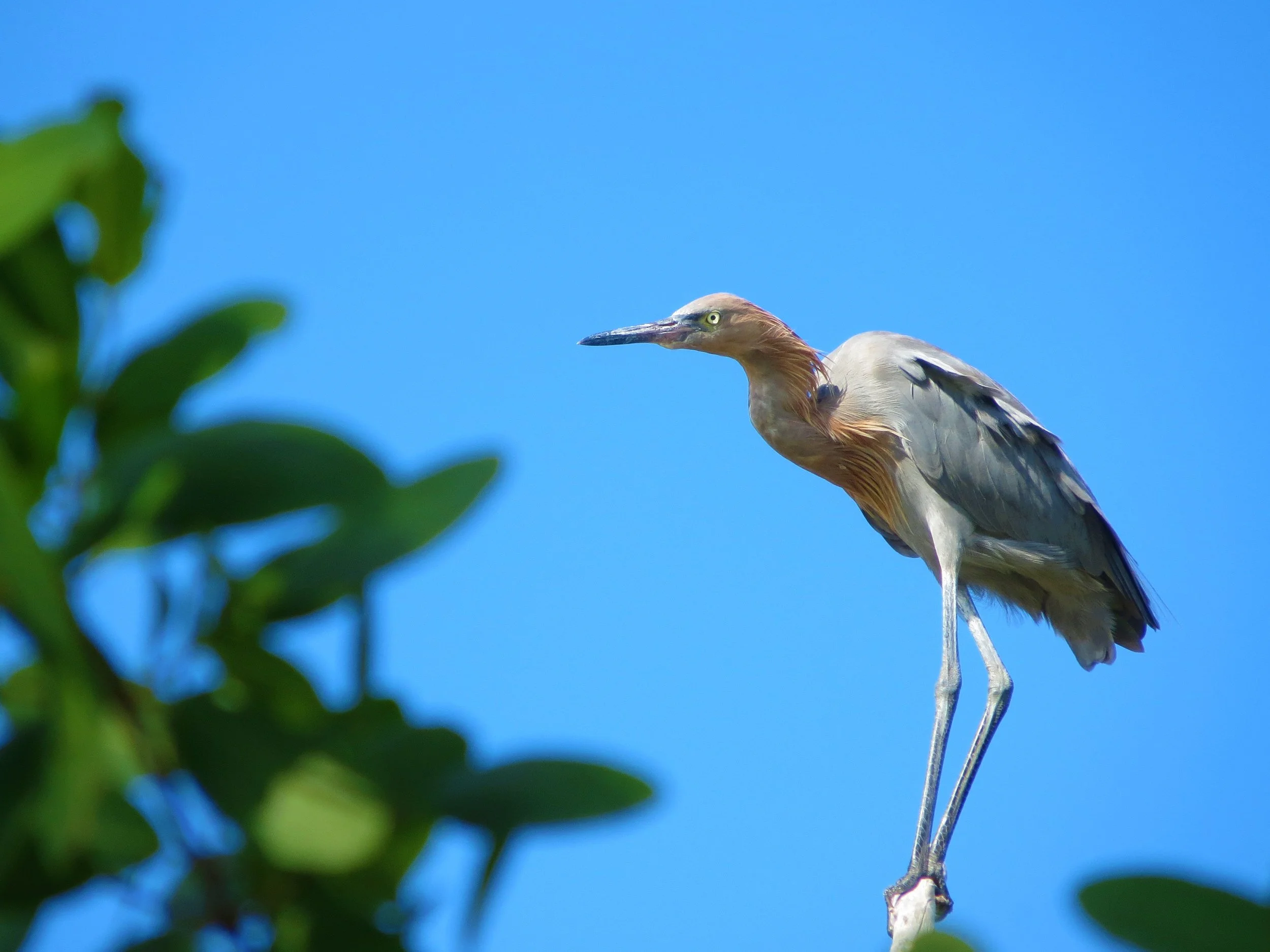 Ten Thousand Islands, Everglades, Florida, USA, 2012