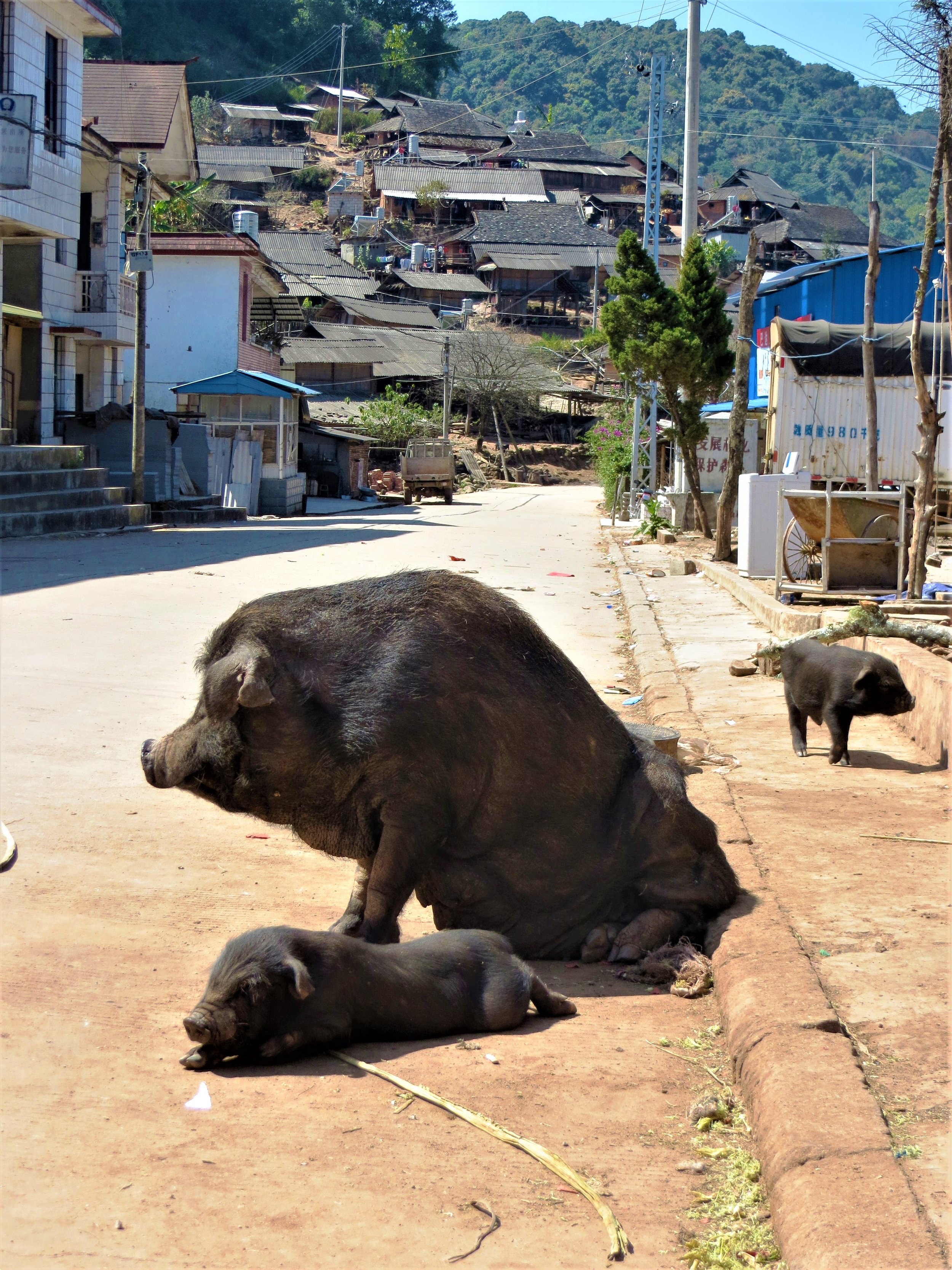 Bada, Xishuang Banna, Yunnan, China, 2015