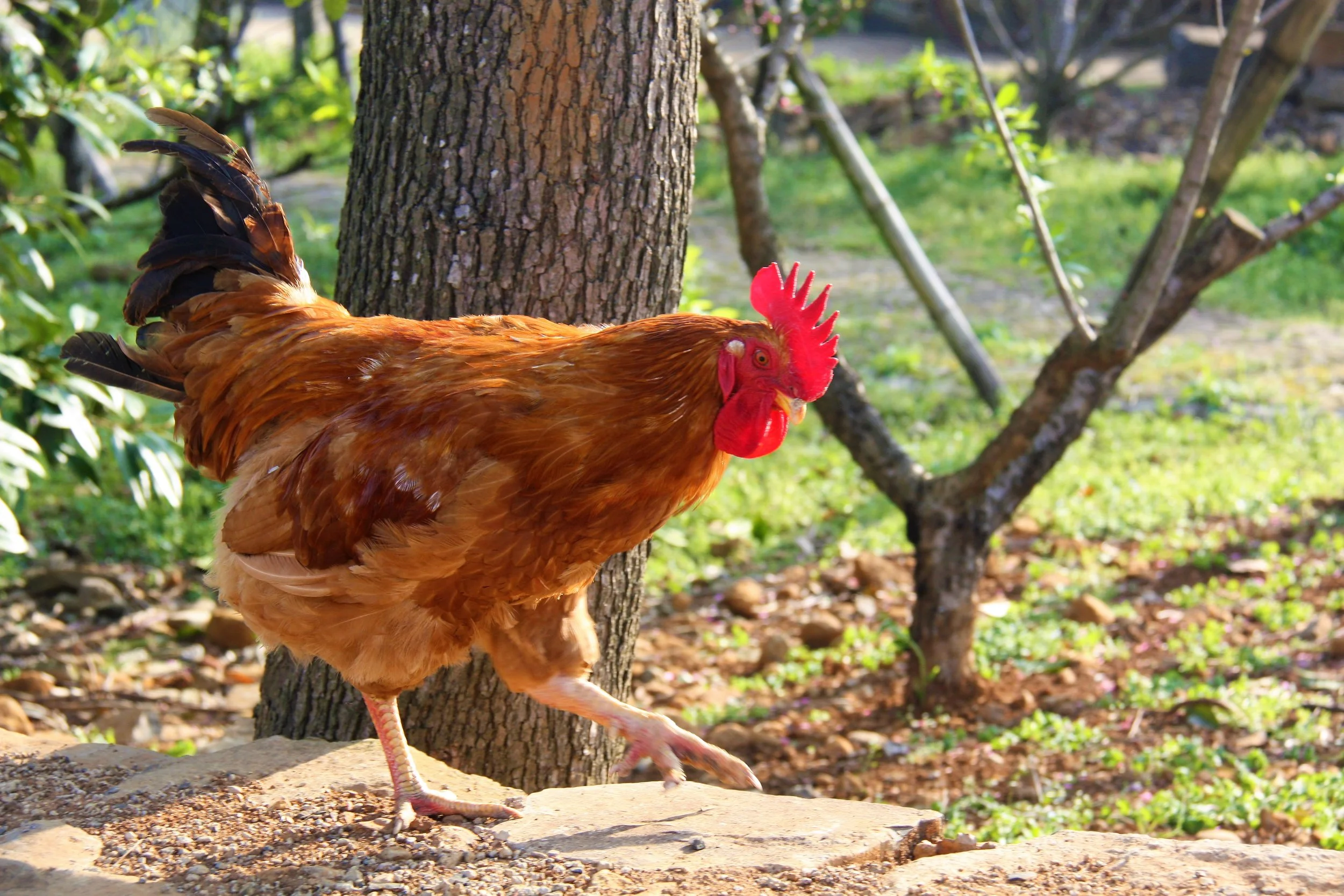 Xujiashan, Ninghai, Zhejiang, China, 2017