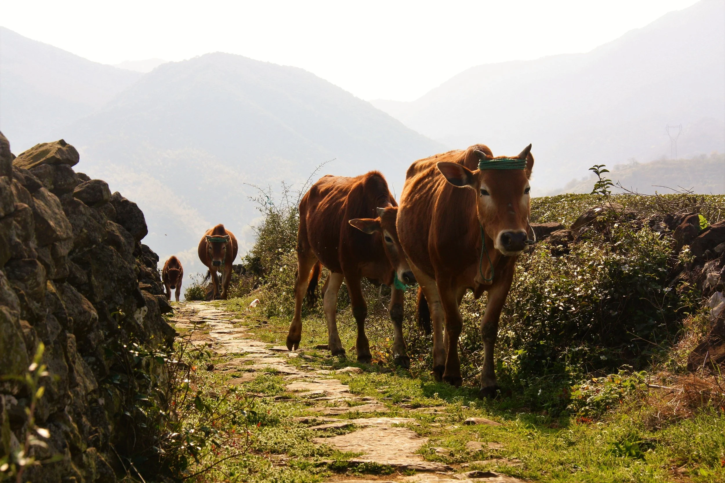 Xujiashan, Ninghai, Zhejiang, China, 2017