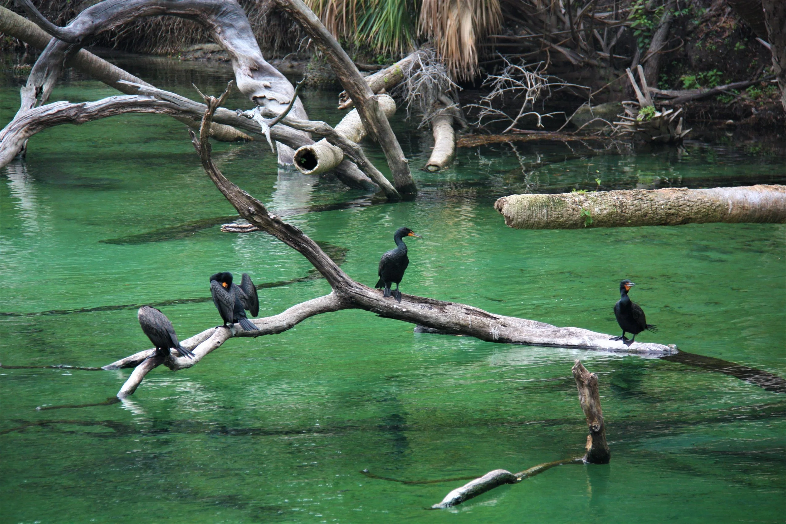 Blue Springs, Deland, Florida, USA, 2018