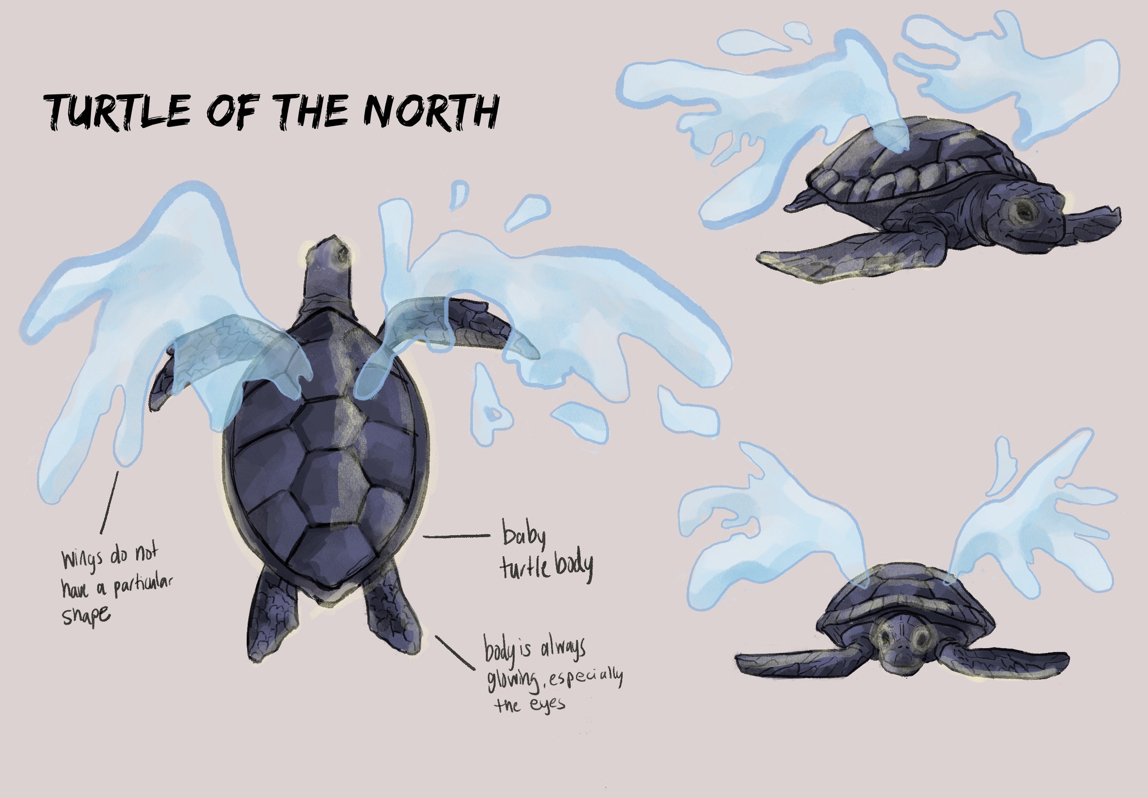 turtle_ortho.png