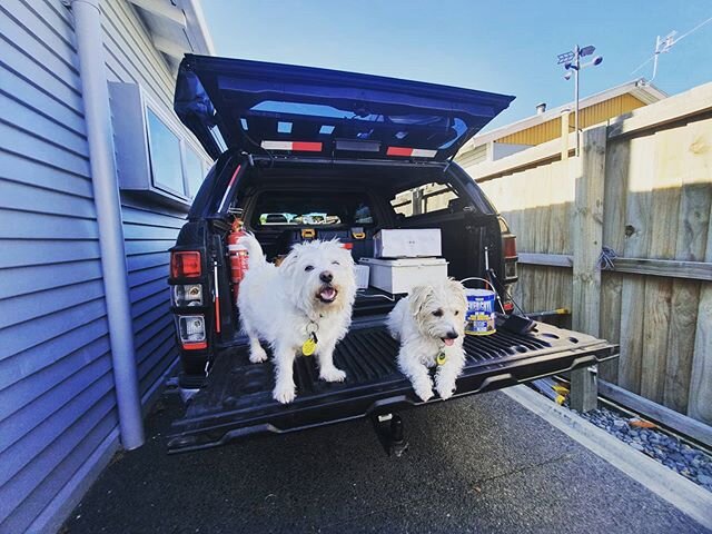 Check out these two posers who think they are busy &lsquo;helping&rsquo;.🐶 Pen and Dot are the cheerleaders here at Riches Brothers Plumbing always helping out where they can. Today they thought they would help by cleaning out the work truck.

Bring