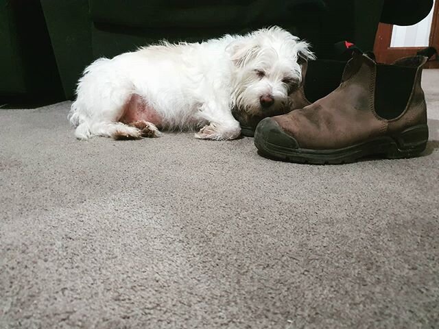 Tired pup Penny having a snooze on my work boots after a long day sniffing out water leaks. 🐕💧 #dogsofinstagram #cutedogs #nzplumber #plumbing #maintenanceplumber #masterplumber #plumbingdog #workdog