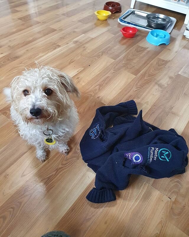 Our wee leak sniffing dog Dottie, decided to have a munch on Dads brand new work jersey!!😑 #naughtydog #dogsofinstagram #plumber #nzplumber