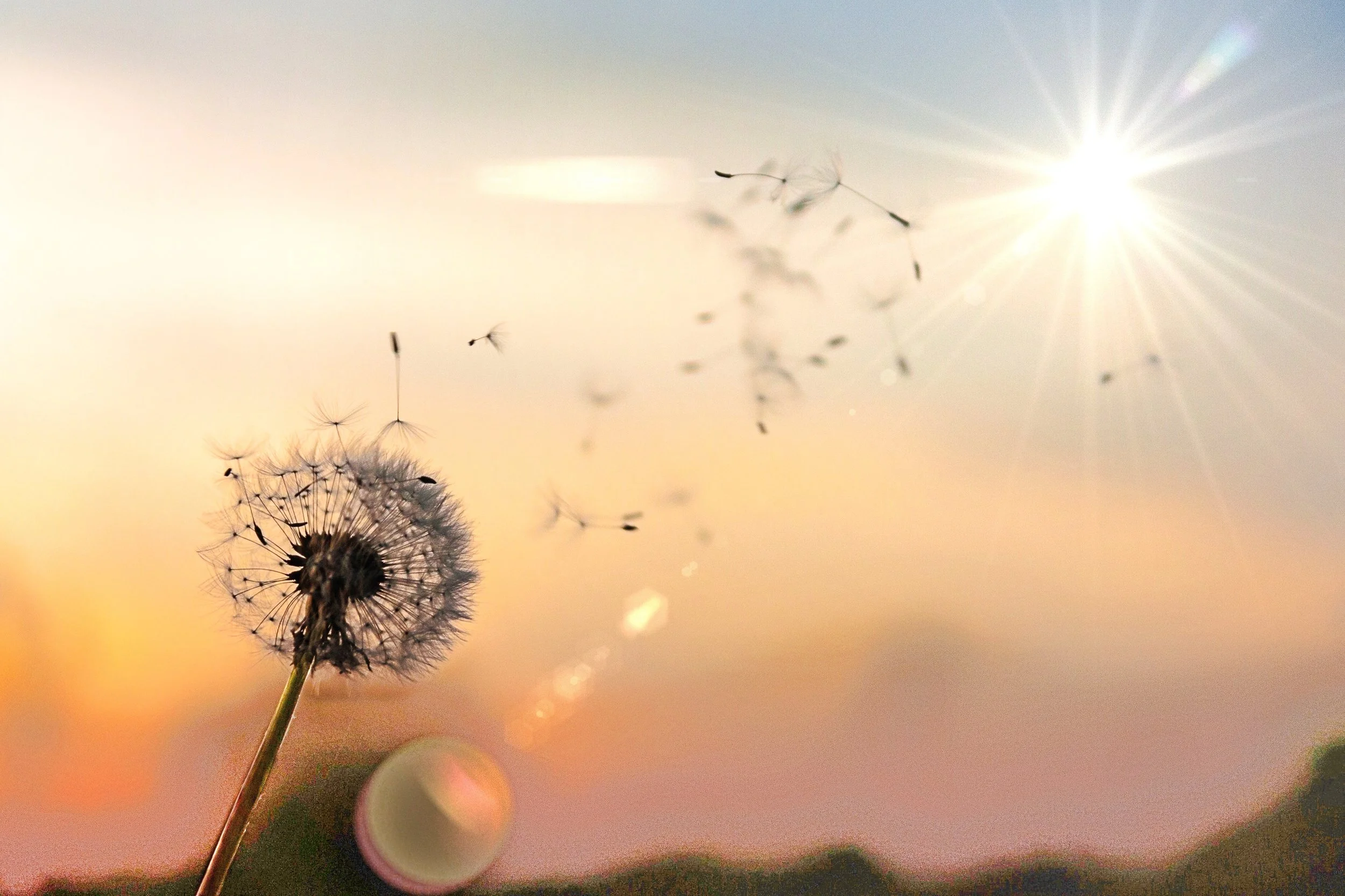 seed sun to the right light bottom.jpg