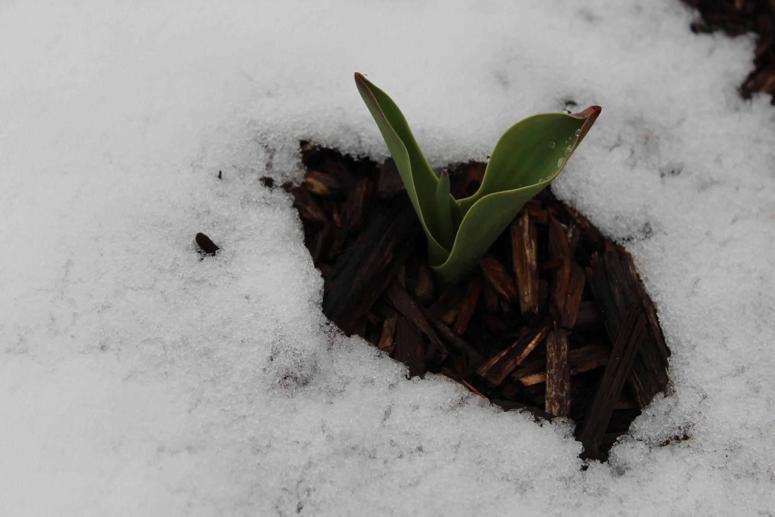 On Pandemic, Susceptibility, and the Illusion of Control 