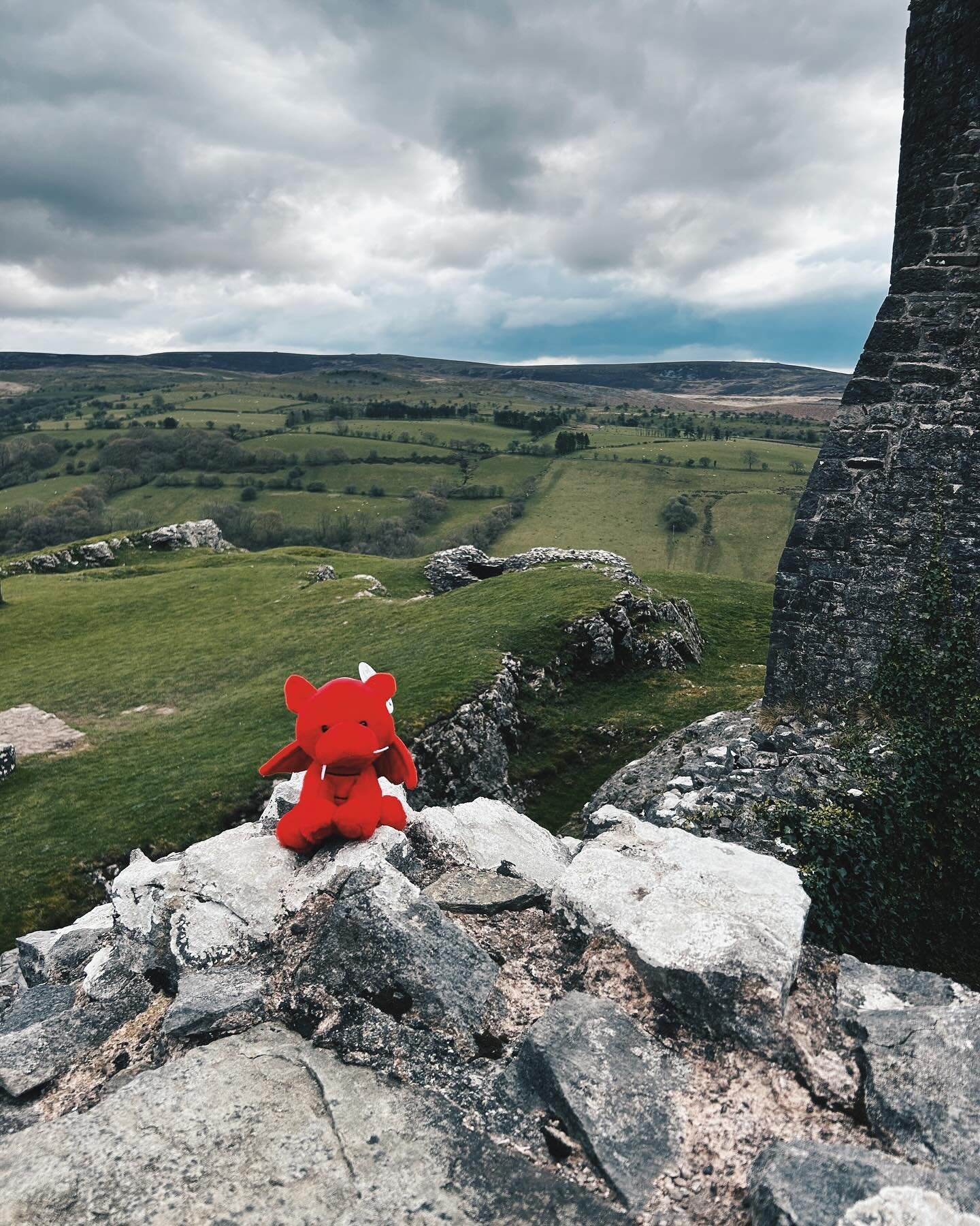 Powys Griff enjoying the view 🏴󠁧󠁢󠁷󠁬󠁳󠁿🏰