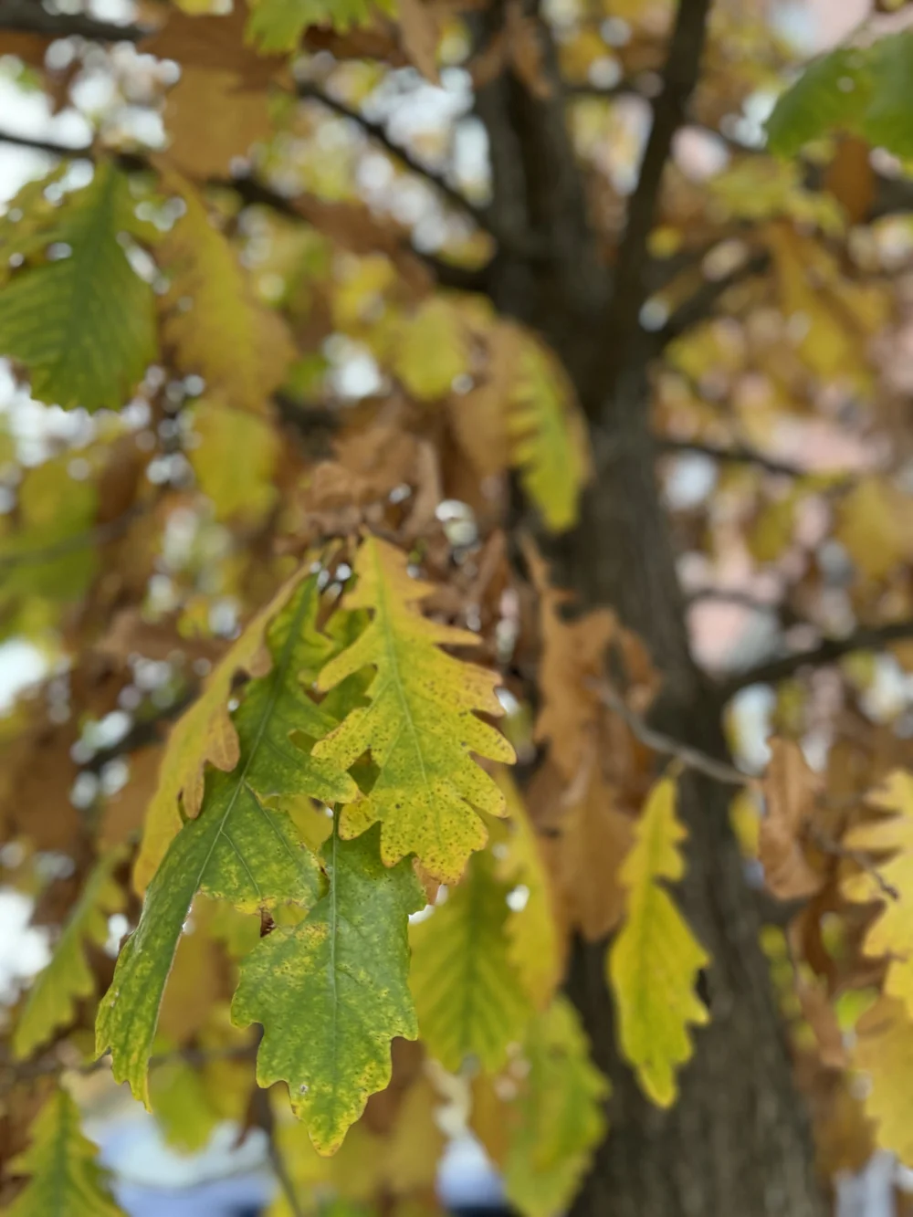 IMG_1649.jpeg