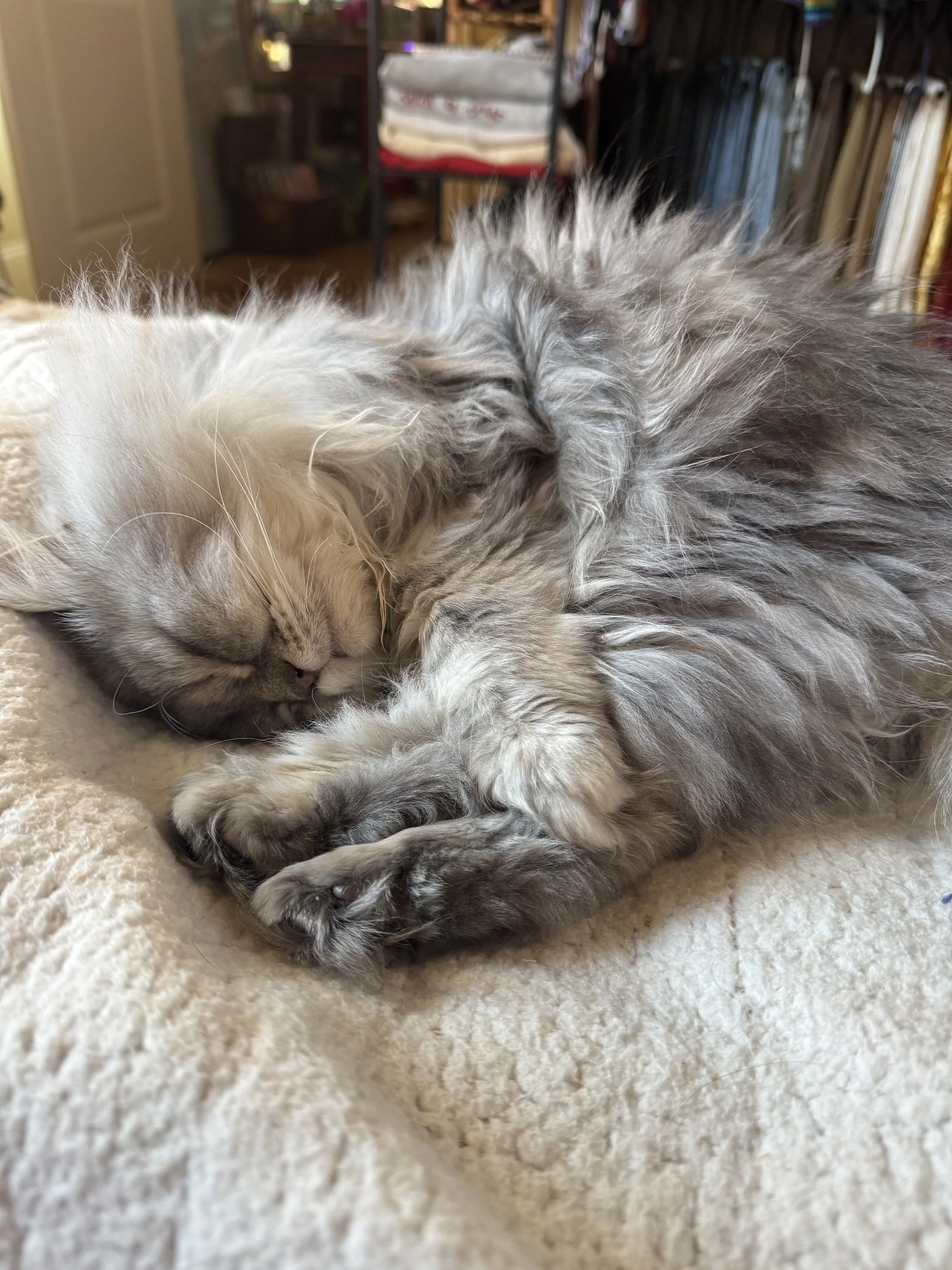 Adventures in Cat Parenthood