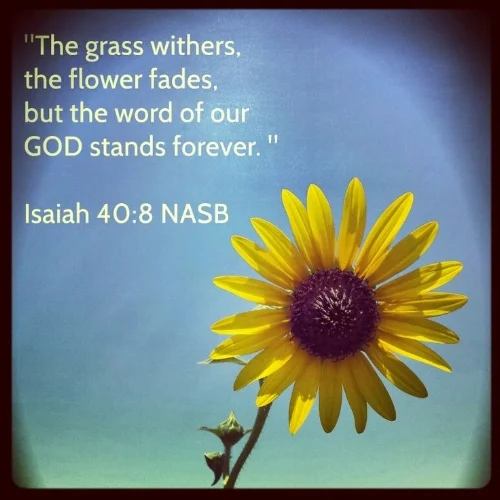 7f036-bible-quotes-about-flowers-quotesgram.jpeg