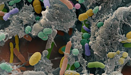 Getting to know the gut microbiome